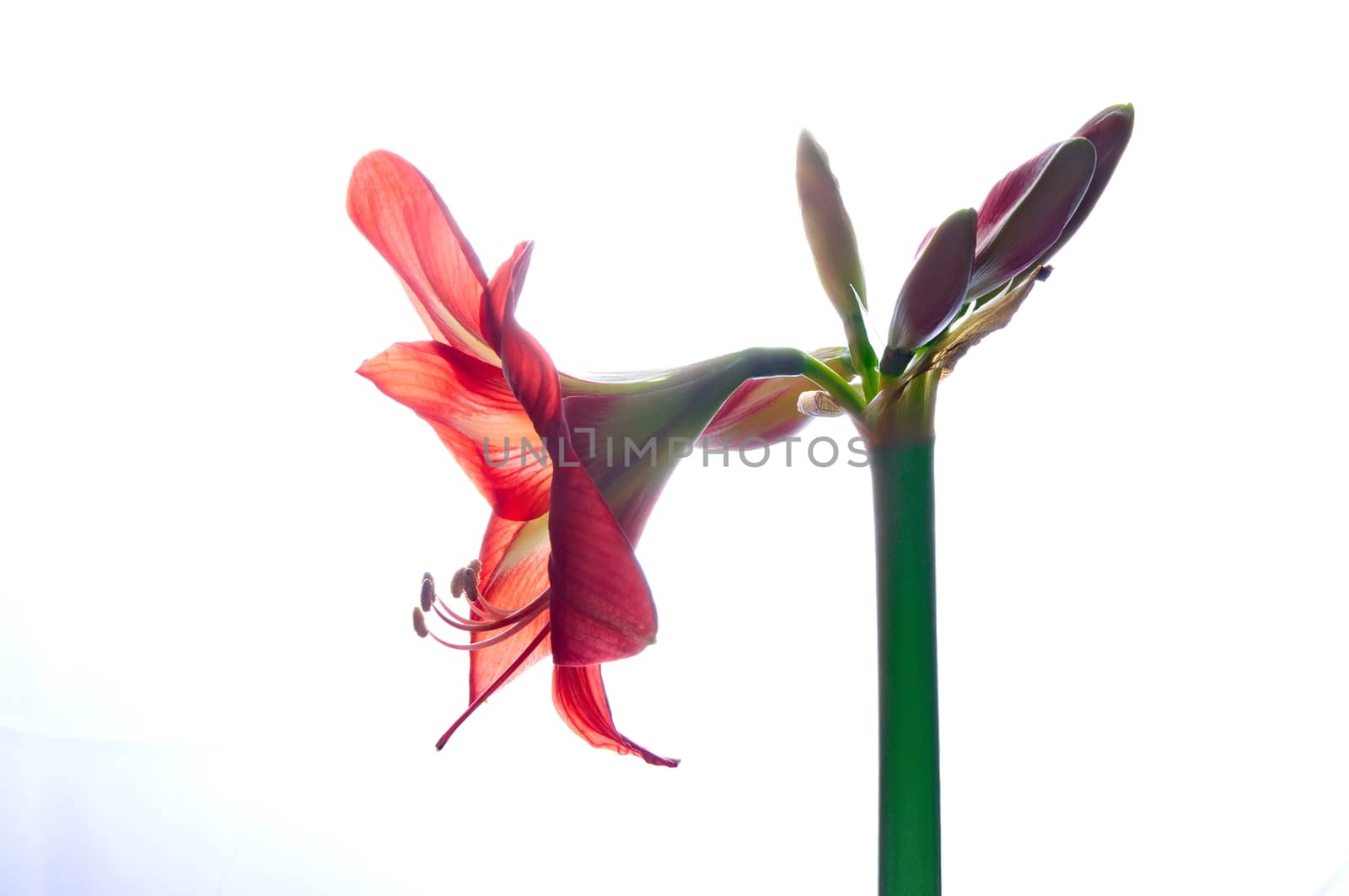 Red amarilis flower