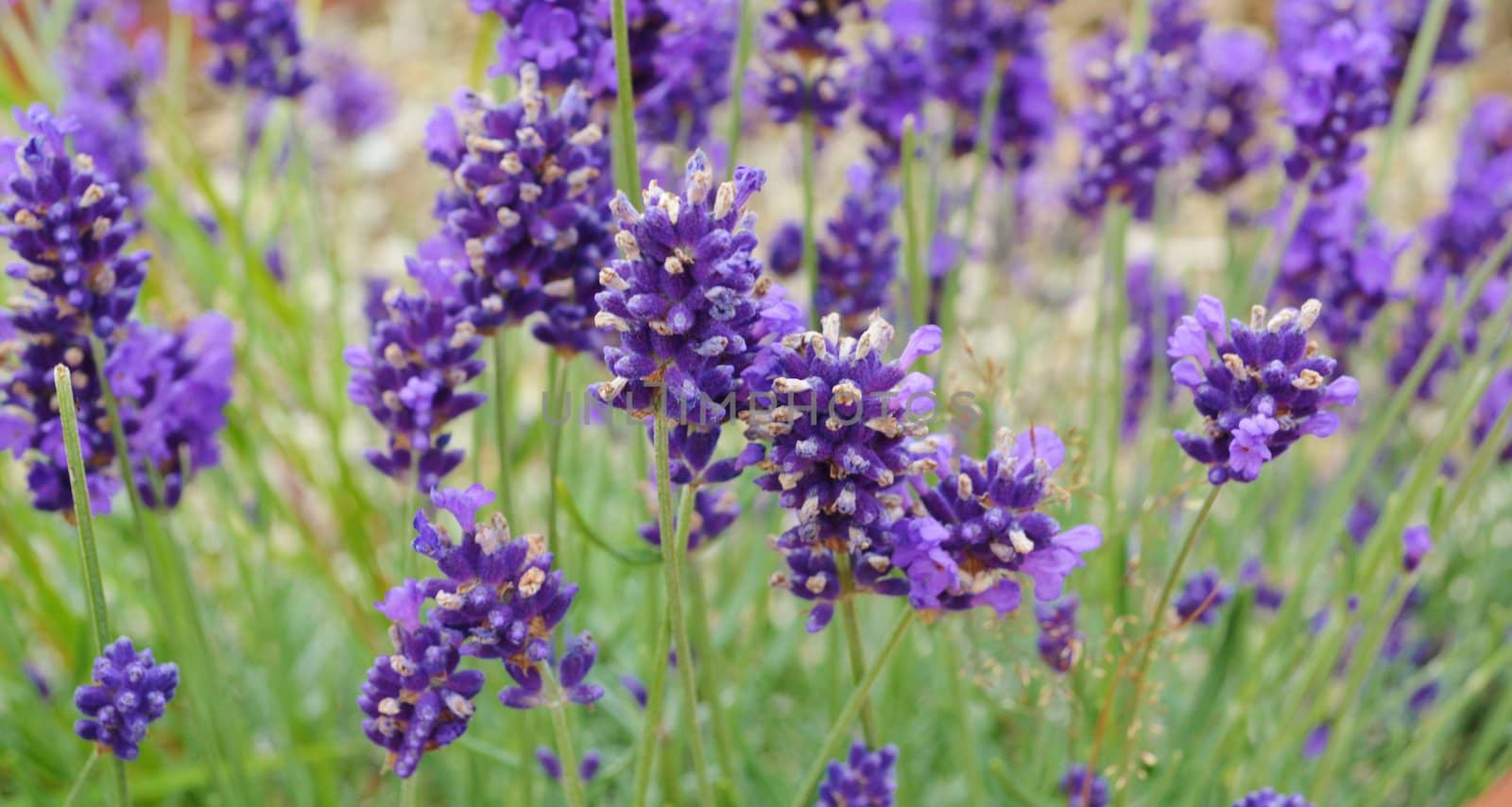 A close-up image of colourful Lavender flowers.