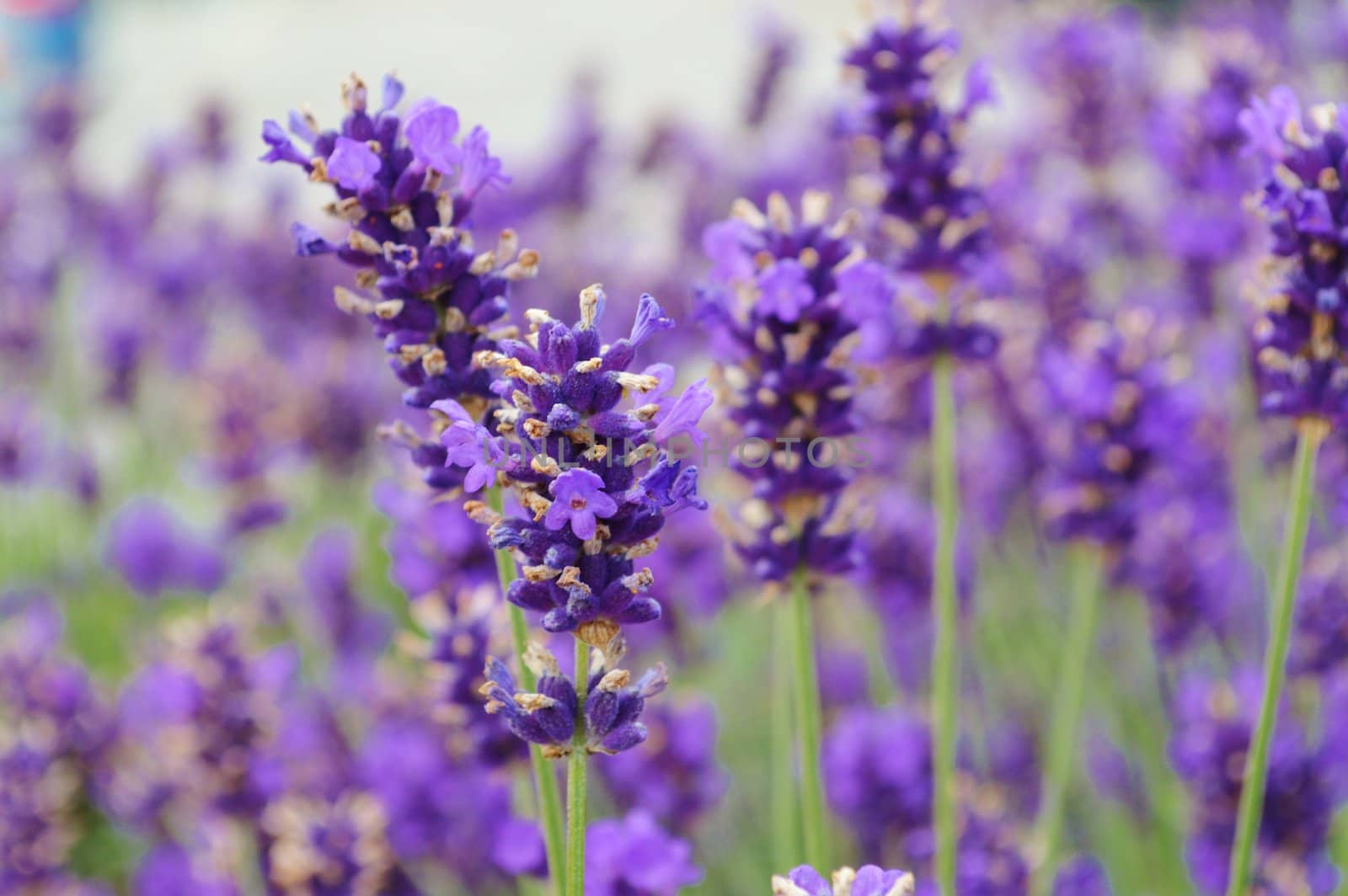 A close-up image of colourful Lavender flowers.