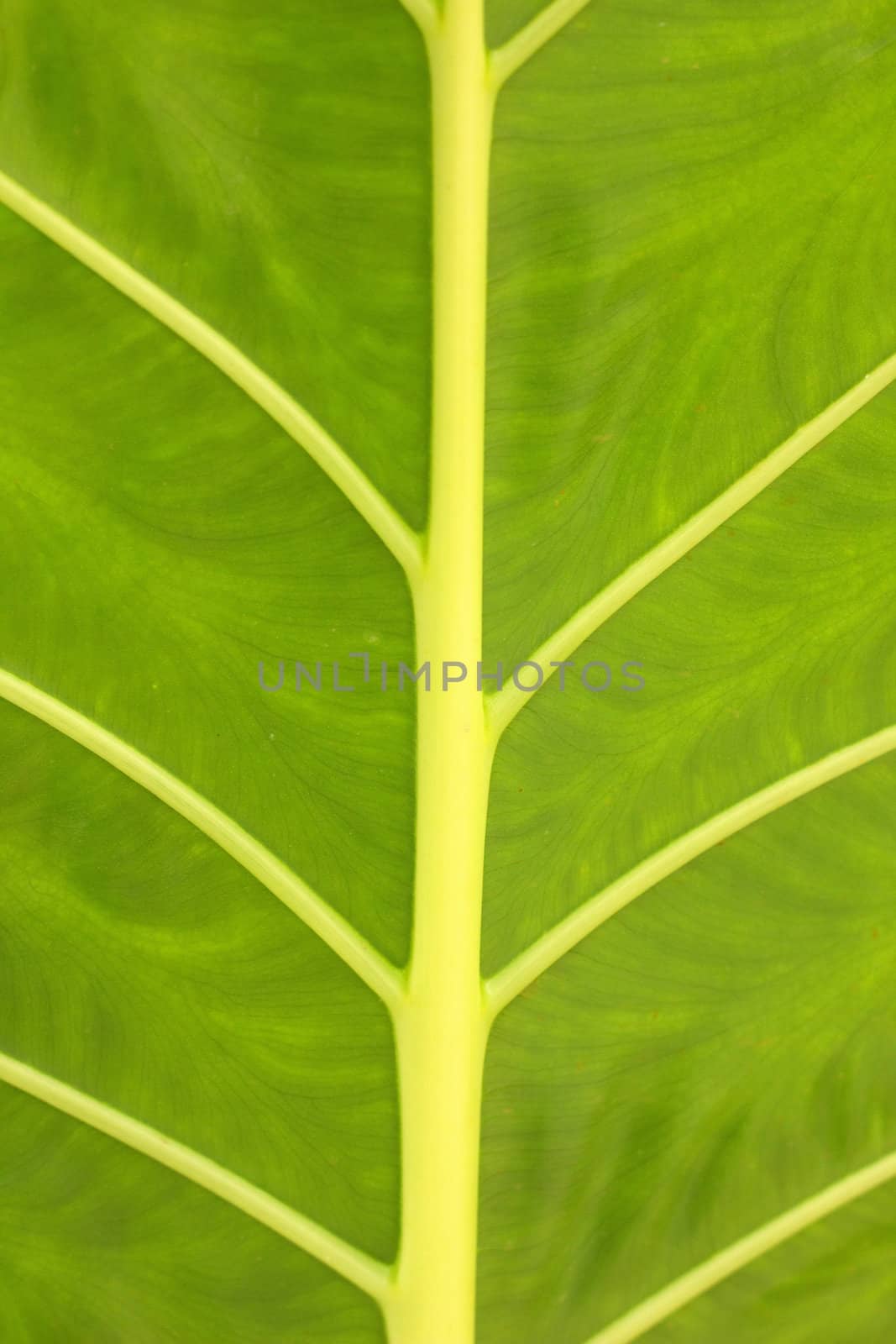 Green leaf background by liewluck