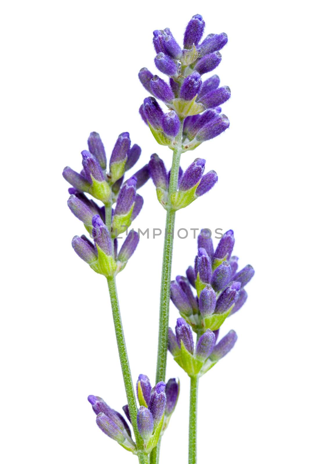 Lavender flowers isolated on white background. Macro shot