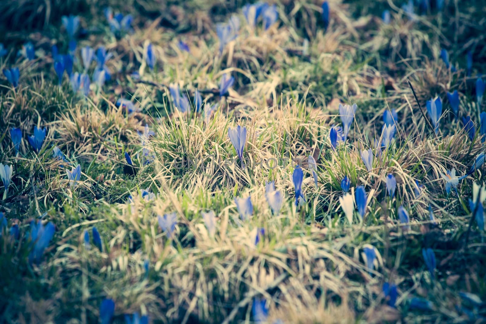 Picture of a field of blue flowers with vintage filter