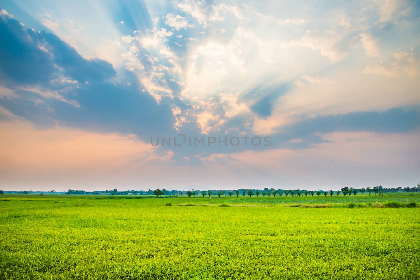 Rice field green grass by wmitrmatr