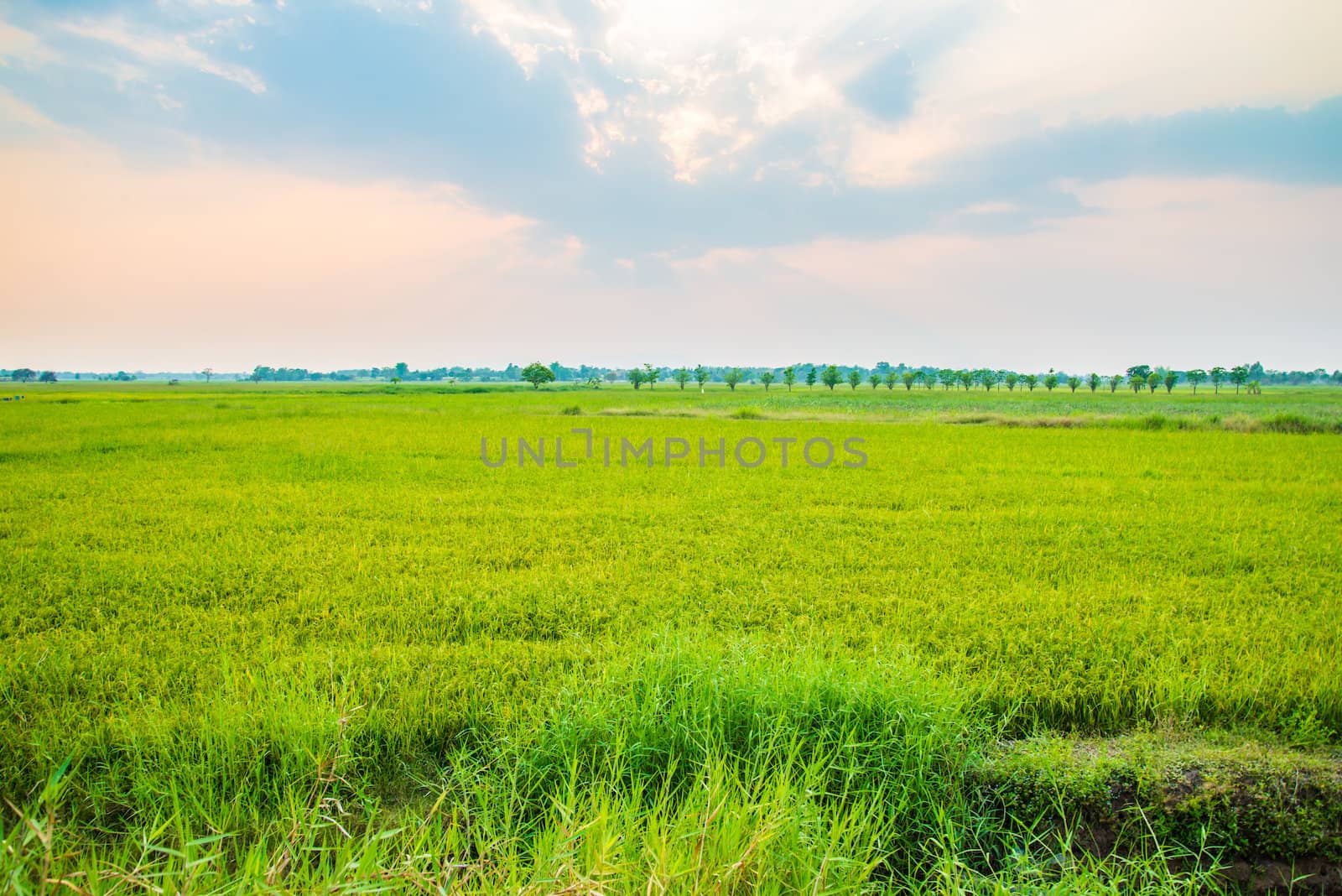 Rice field green grass by wmitrmatr