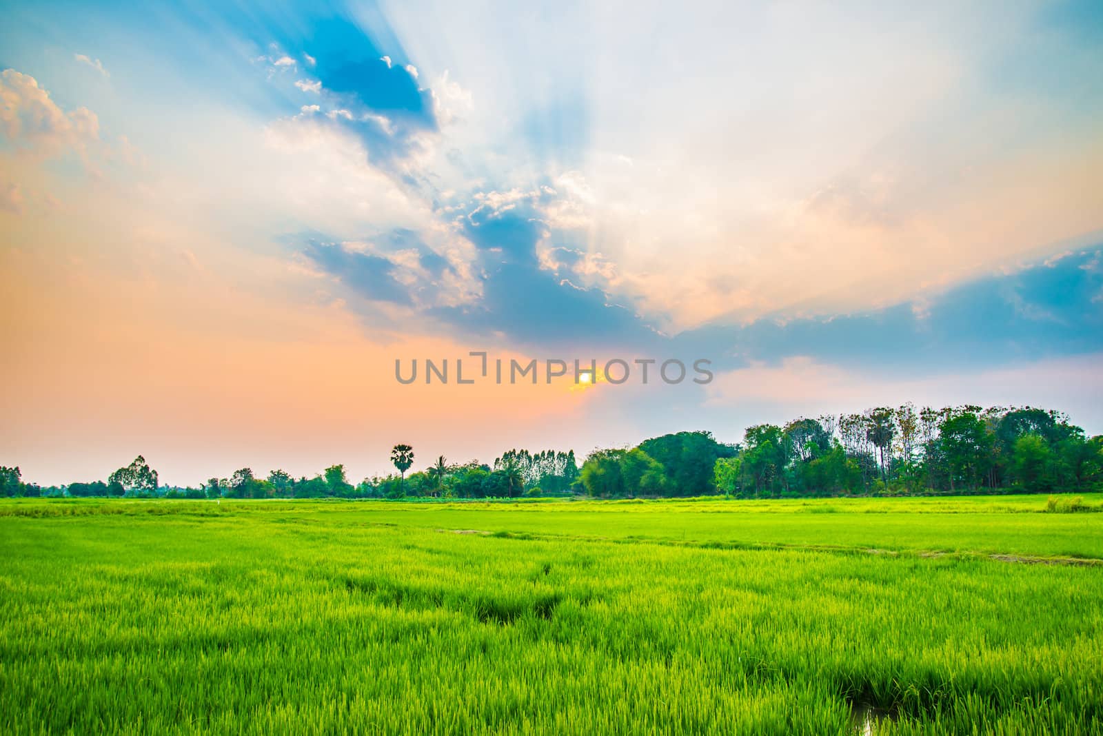 Rice field green grass sky cloud cloudy landscape background