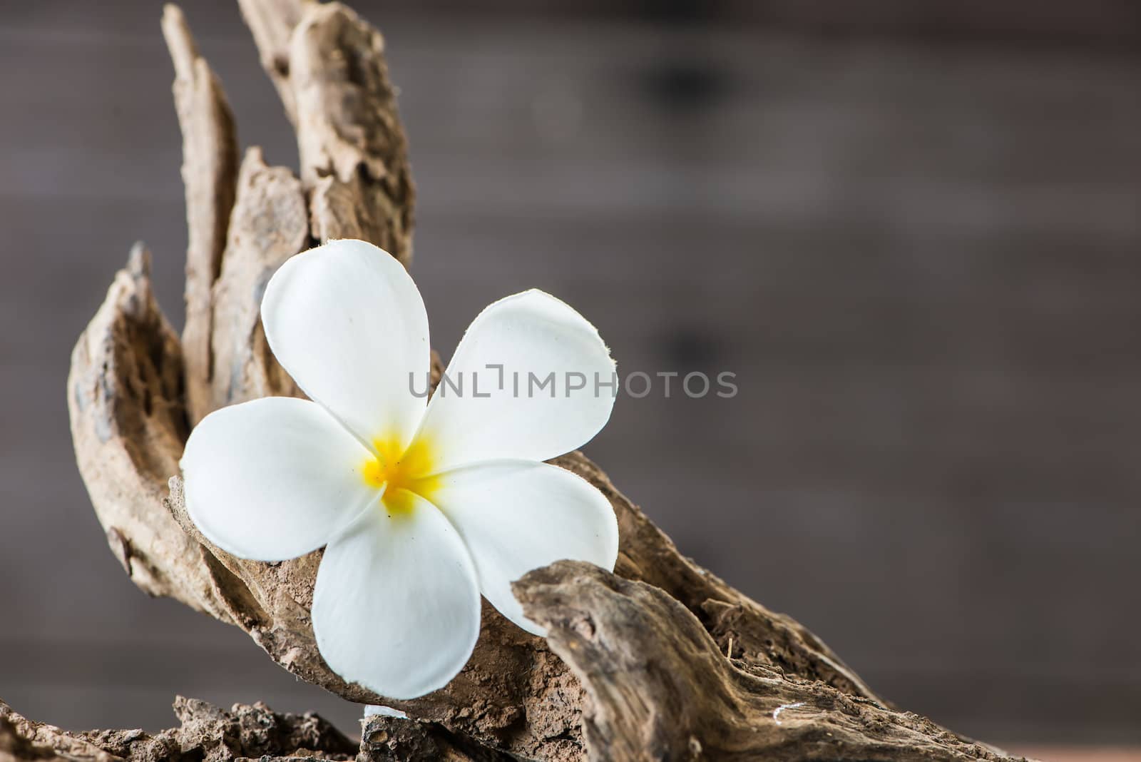 frangipani flower (Plumeria) on wood by wmitrmatr