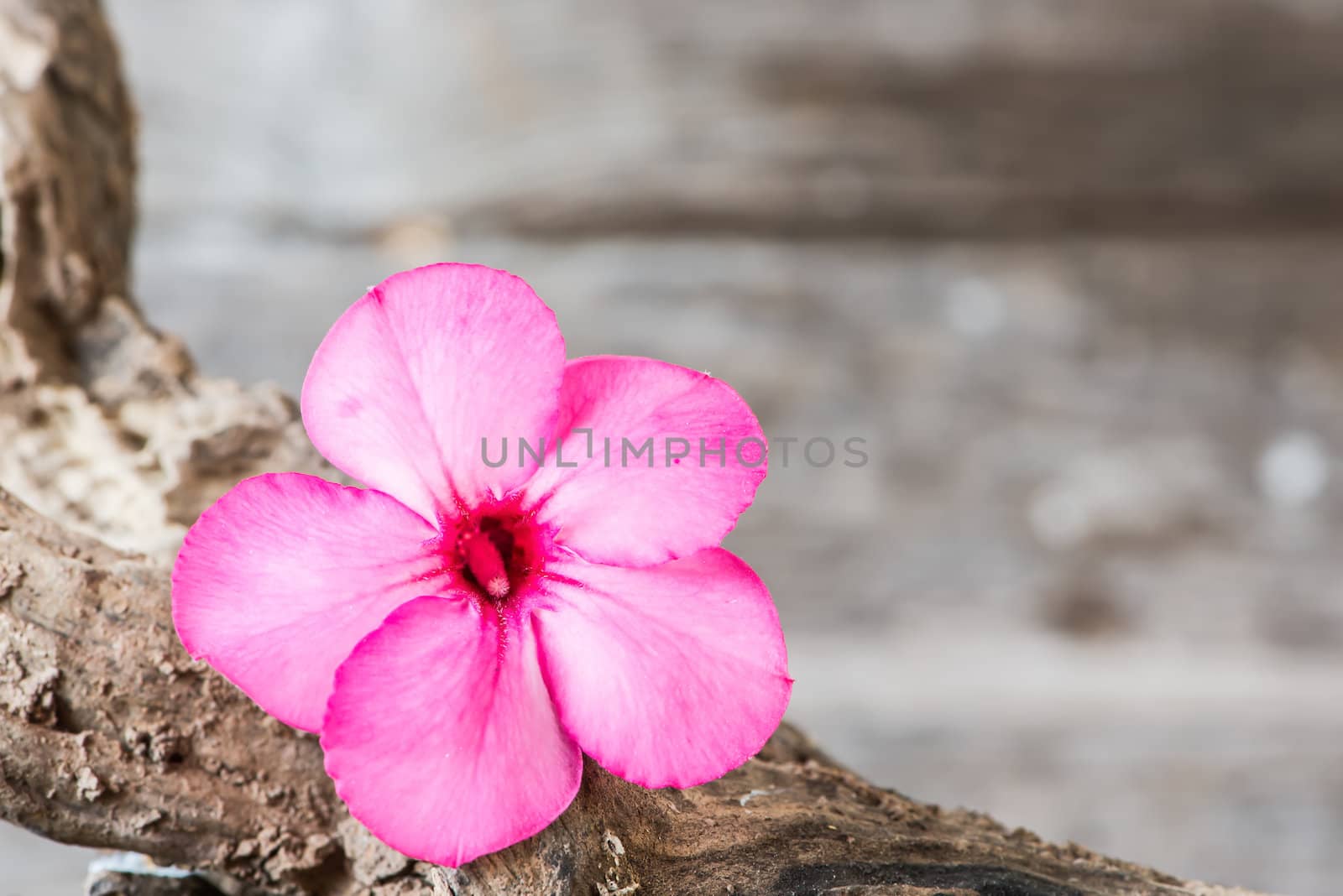 Desert rose or Ping Bignonia flower or Pink azalea flowers on old wood.