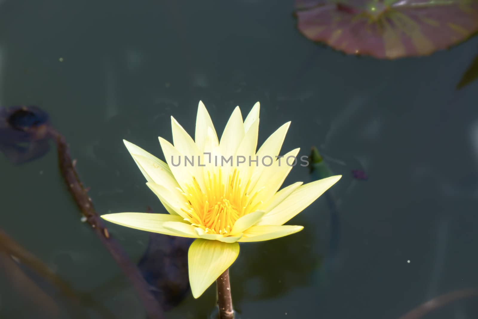 Yellow lotus  by wmitrmatr