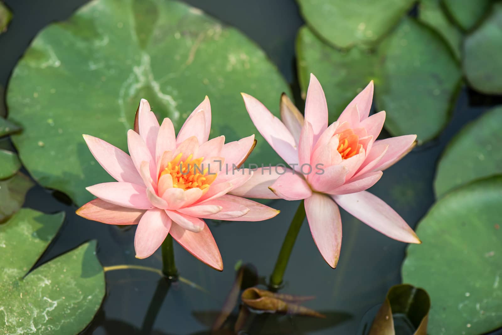 The beautiful light pink waterlily or lotus flower on green background.