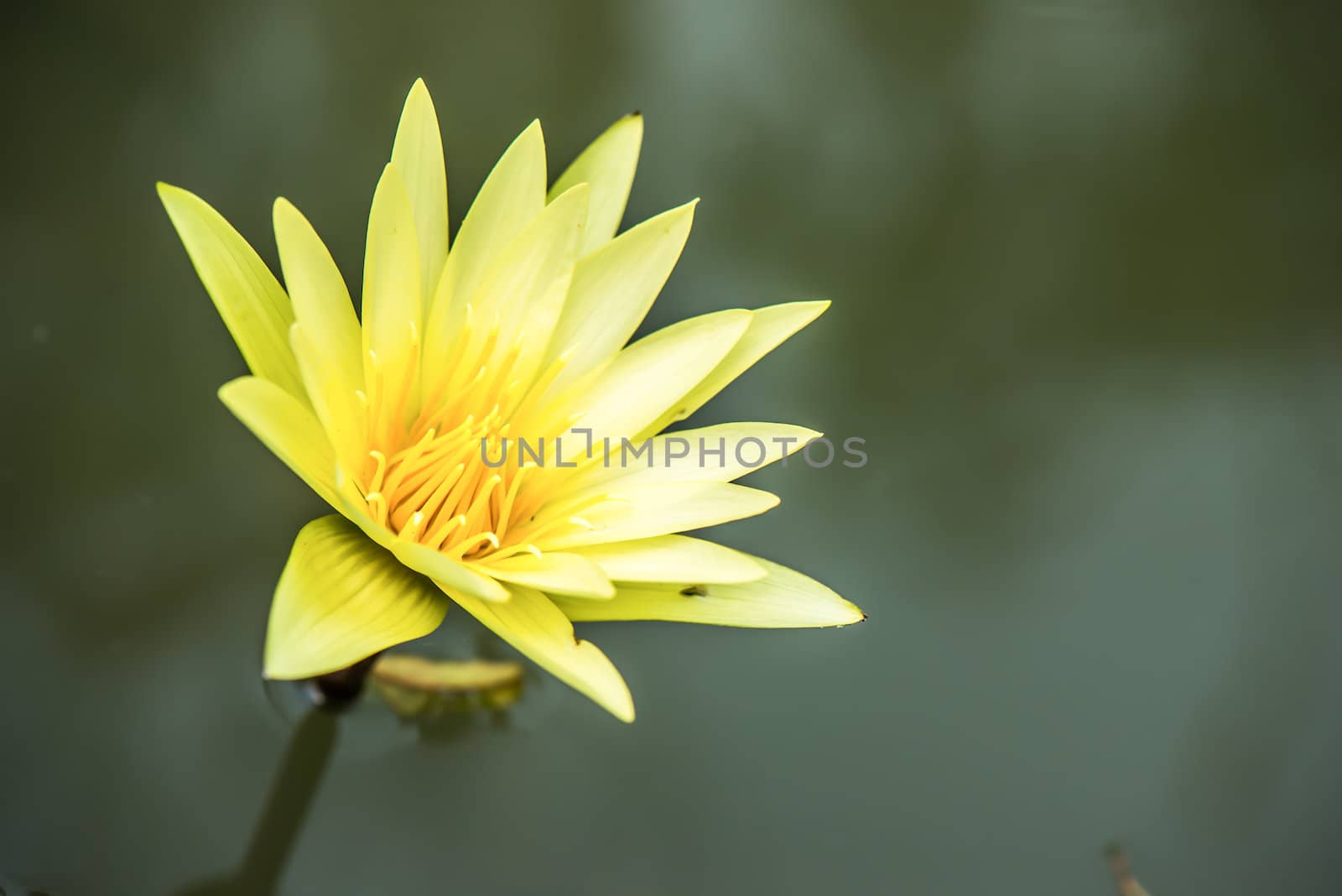 Yellow lotus This was taken from park in Thailand.