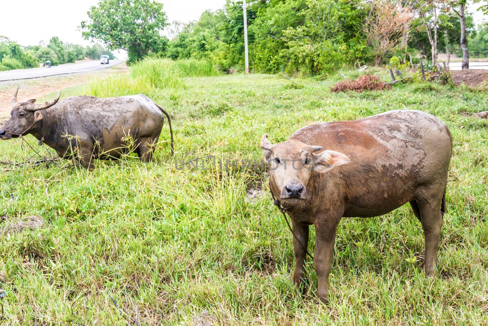 Buffalo. Buffalo calf in field, Thailand. by wmitrmatr