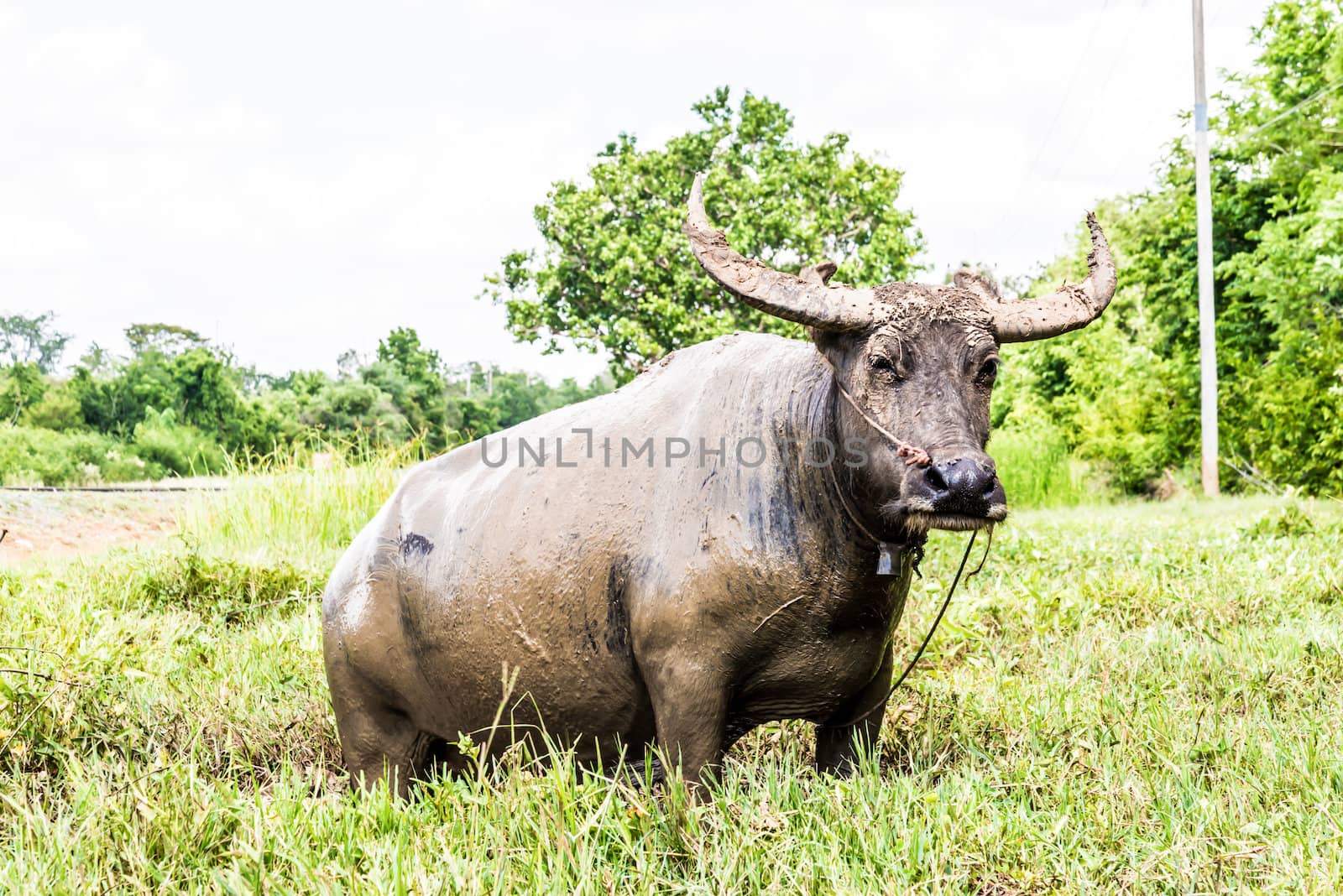 Buffalo. Buffalo calf in field, Thailand.