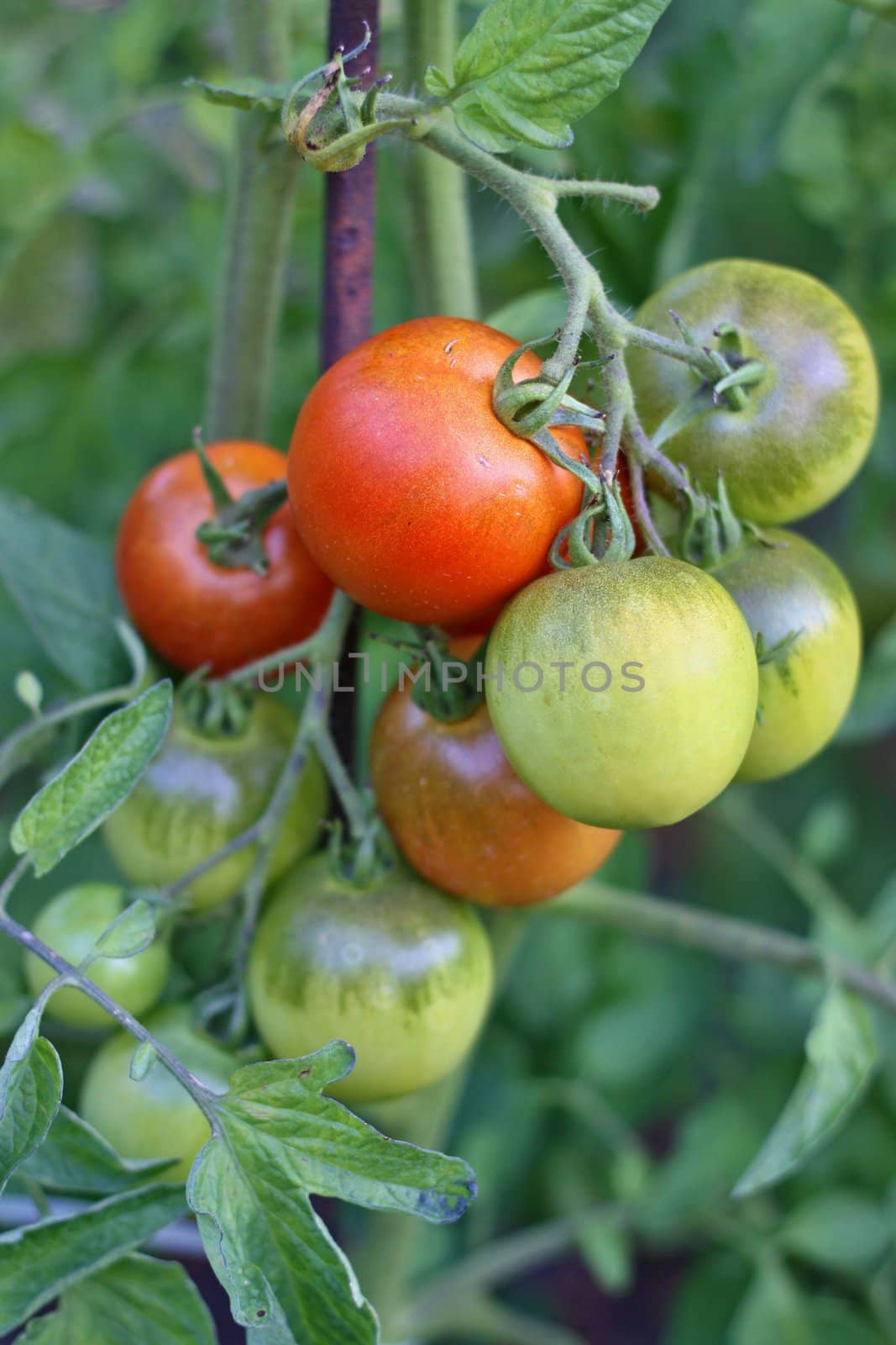 Farm of tasty red tomatoes on the bushes 