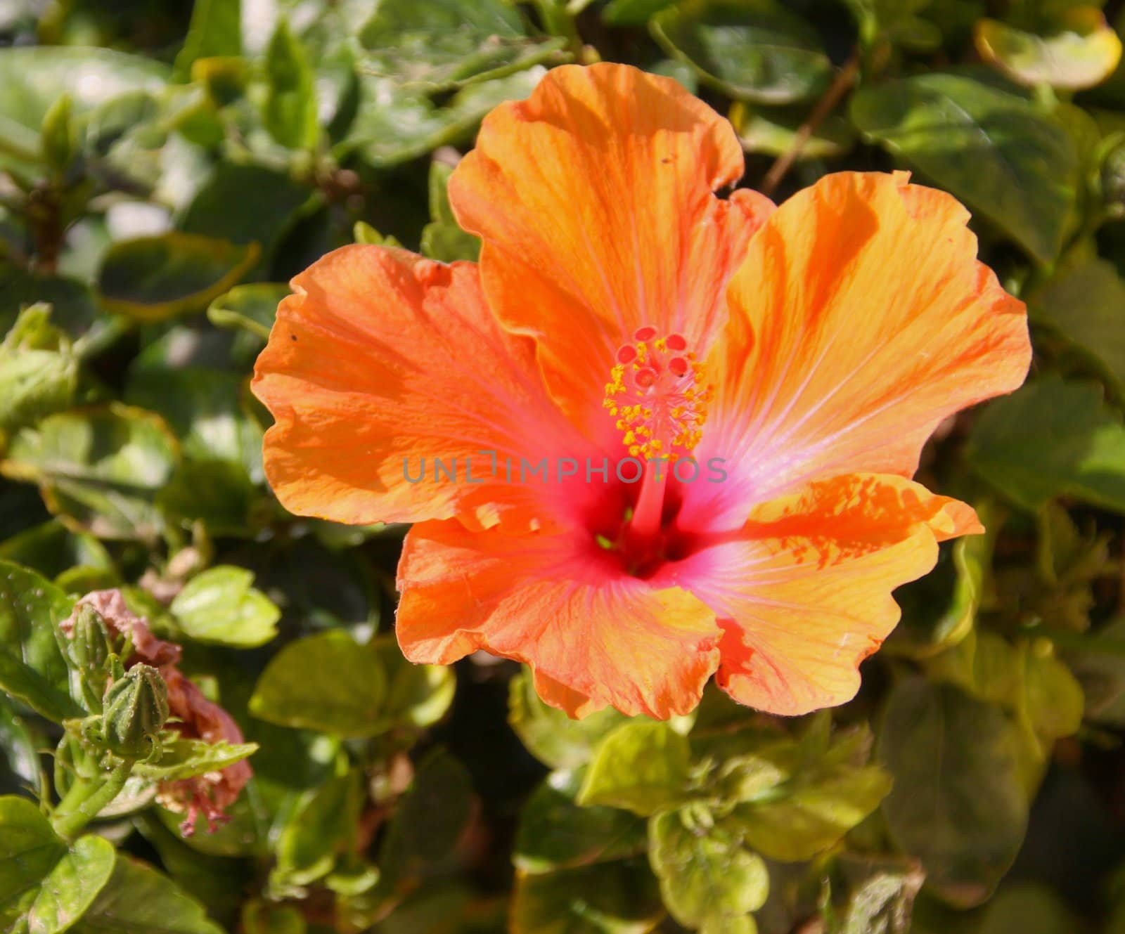 Orange Hibiscus flower and green leaves