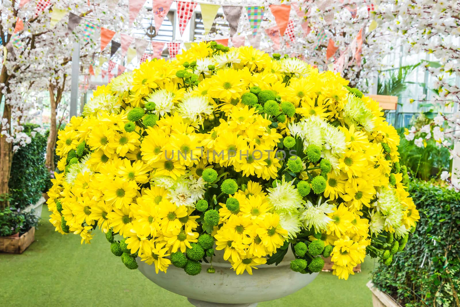 Beautiful flowers of chrysanthemums by wmitrmatr