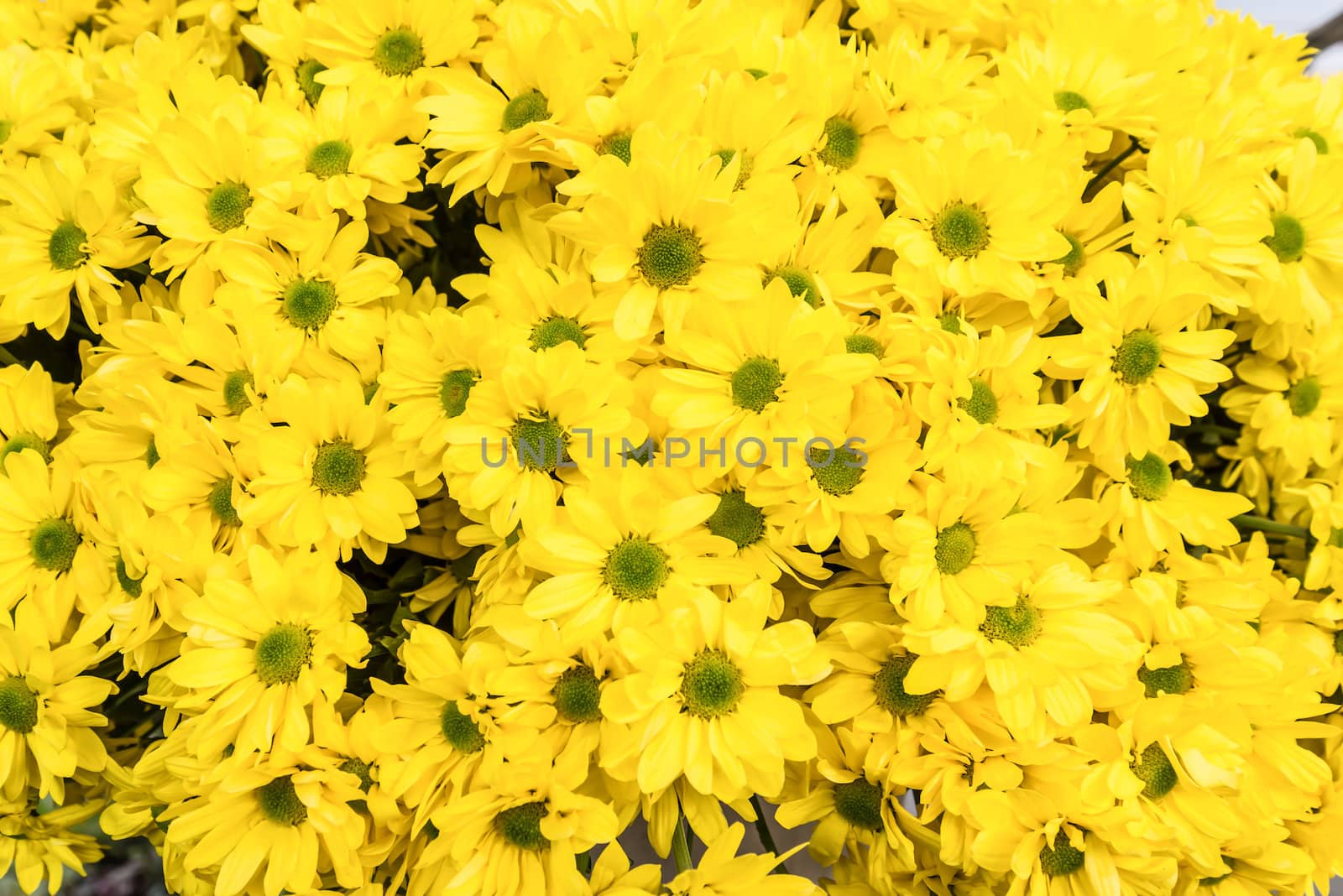 Yellow chrysanthemums as natural background