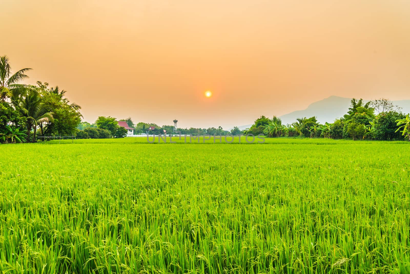 Beautiful paddy with nice background by wmitrmatr