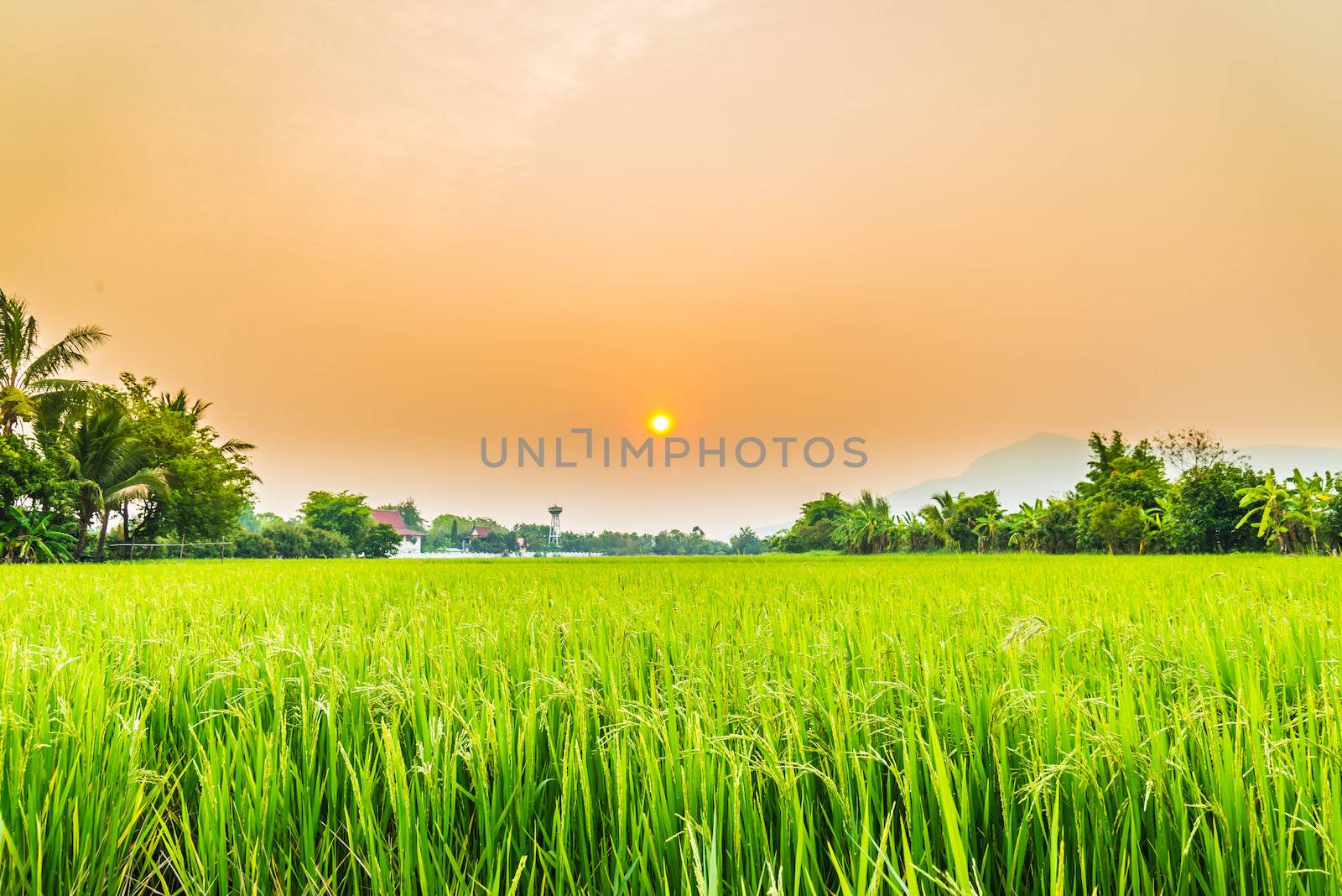 Beautiful paddy with nice background by wmitrmatr