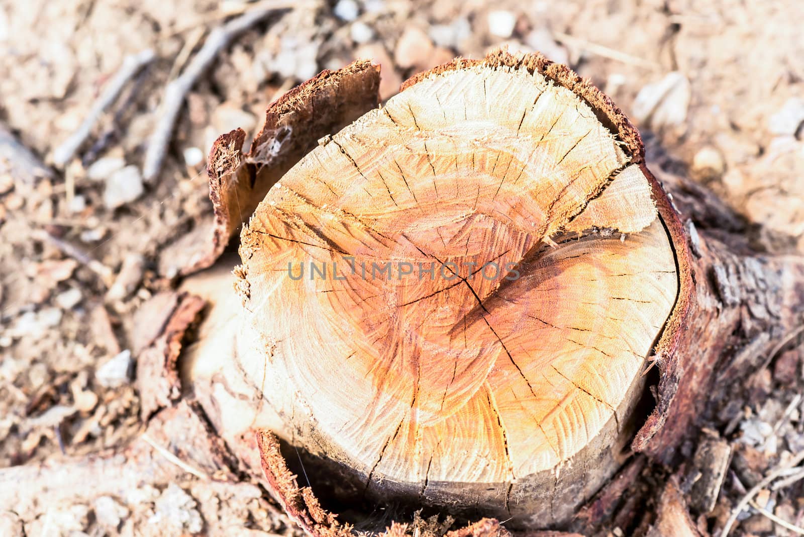 Stump of a cut tree