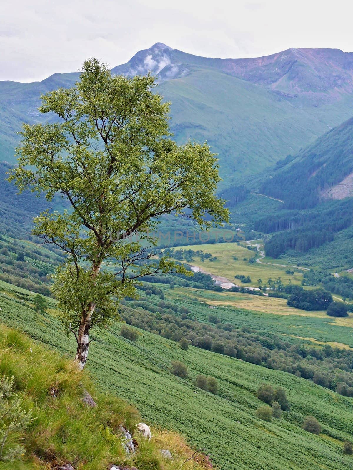 Trail  on Ben Nevis in the Scotland highlands         by jnerad