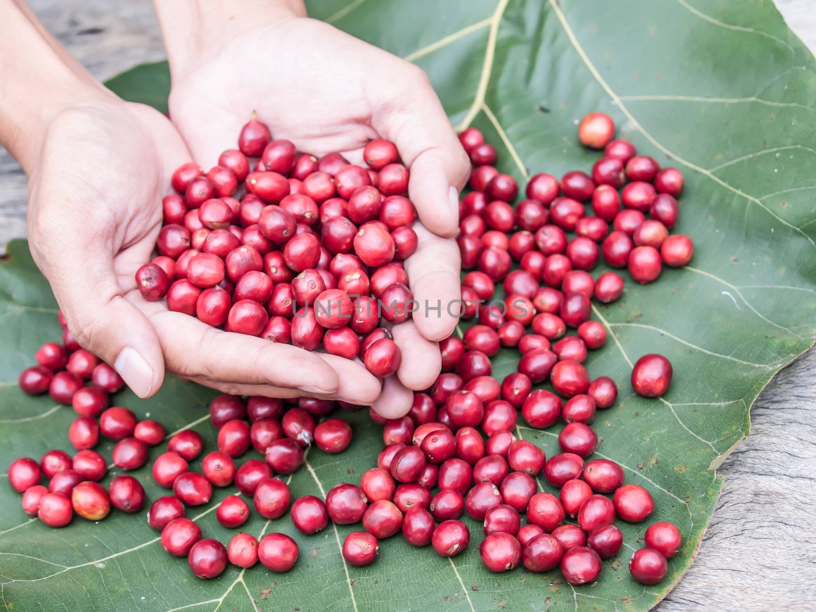red coffee cherry in hand
