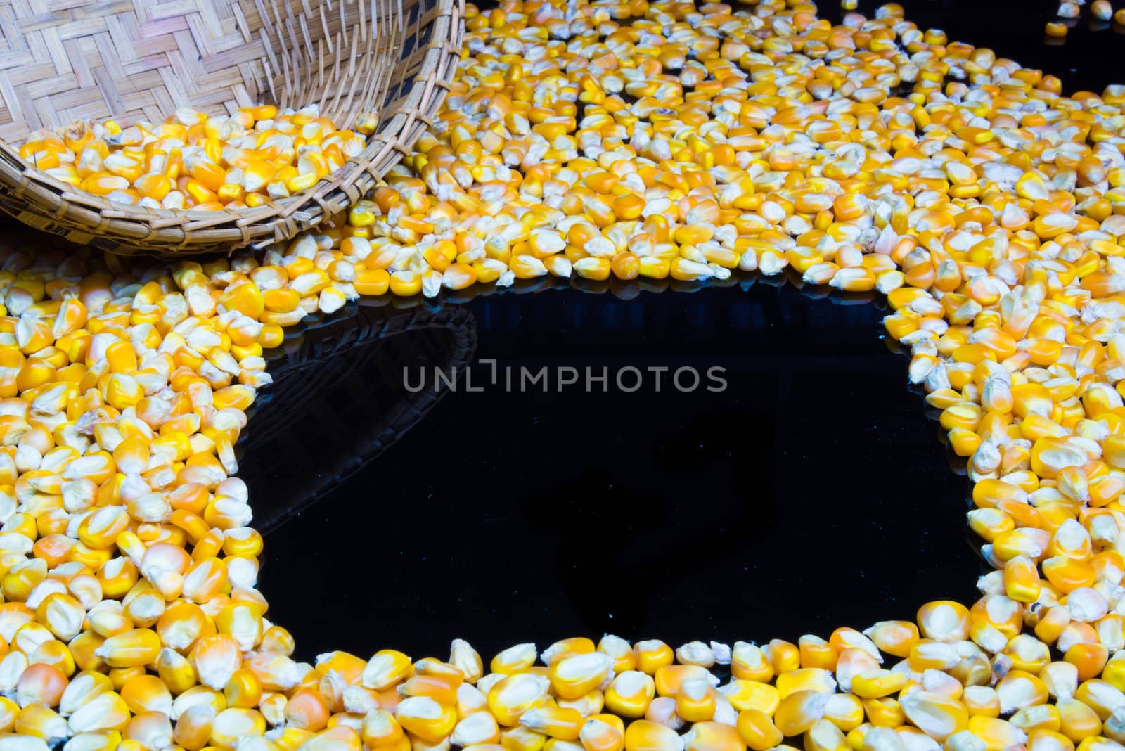 Corn made ​​a square on a black background. by wmitrmatr