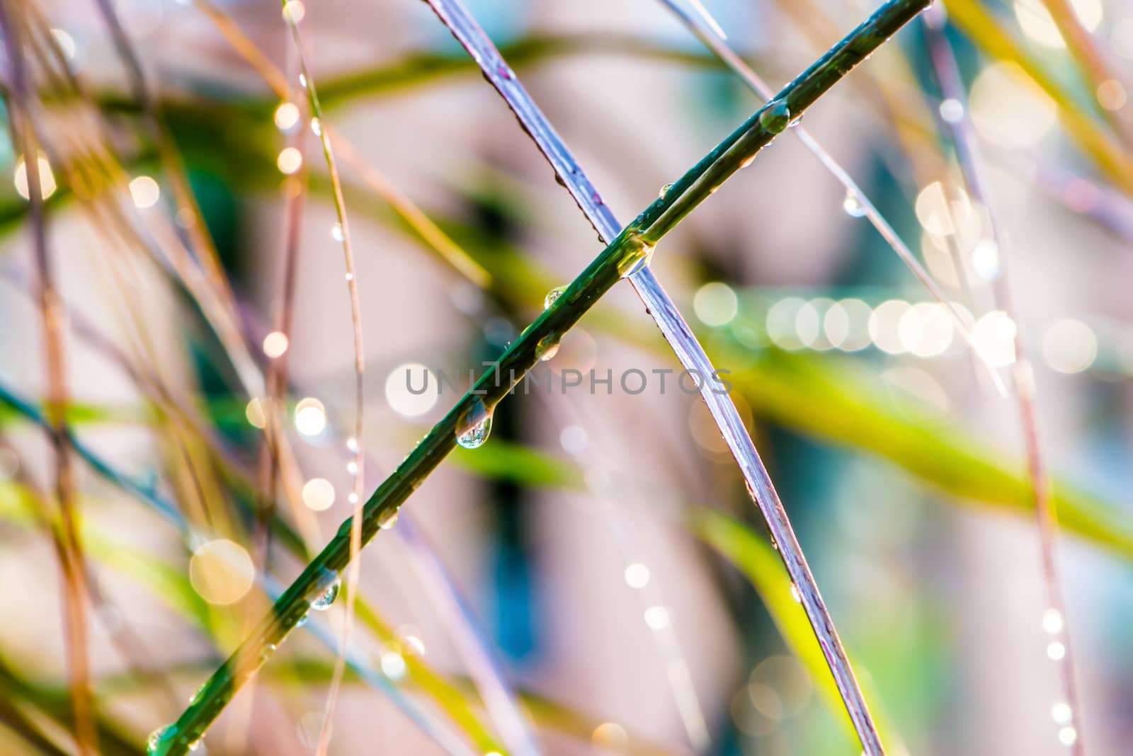 An Image of Morning Dew