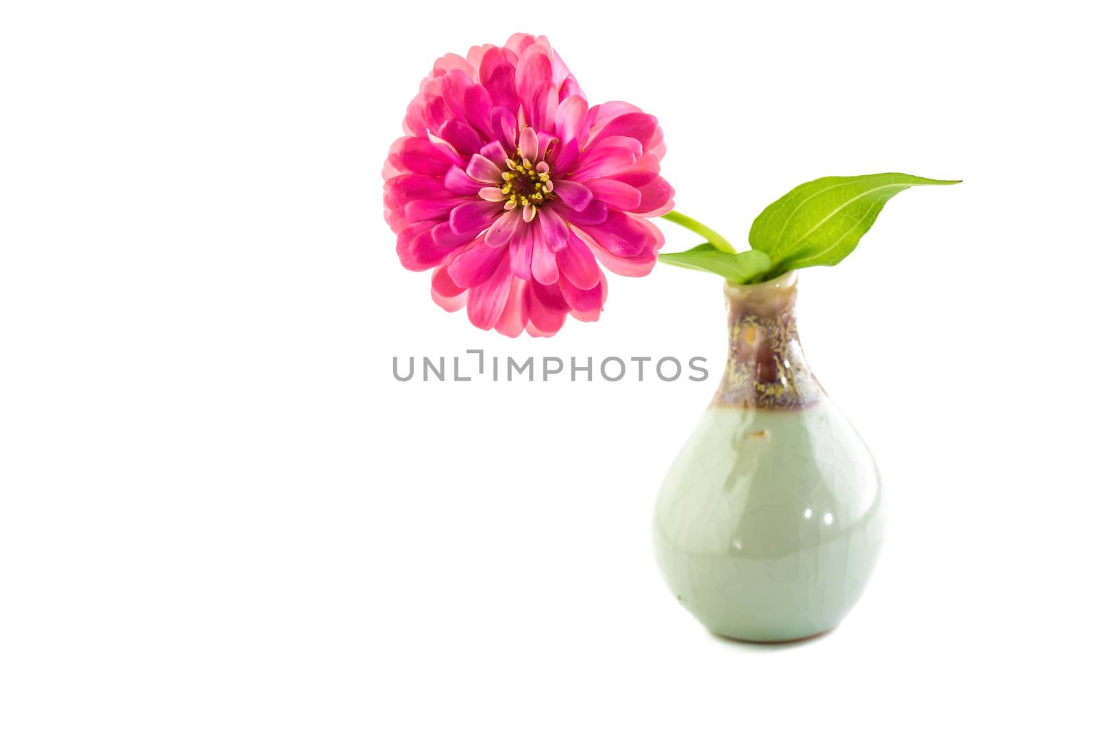 pink zinnia n a green vase on white background.