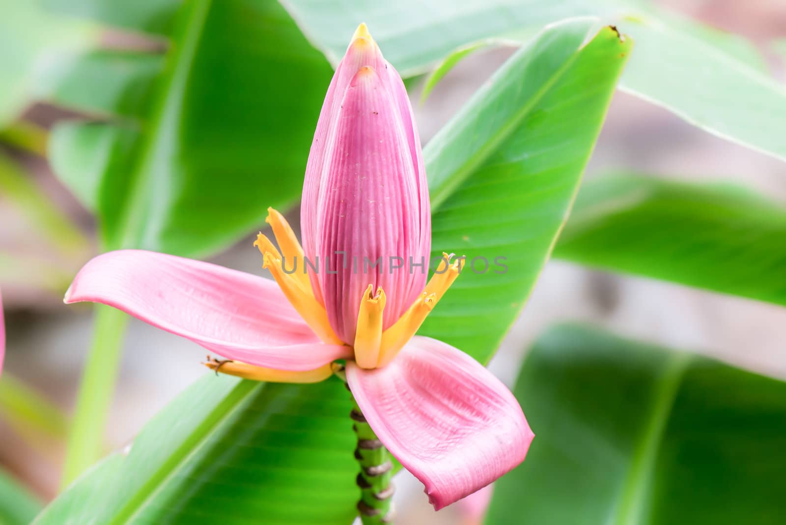 flower of pink musa ornata or flowering banana, lotus liked