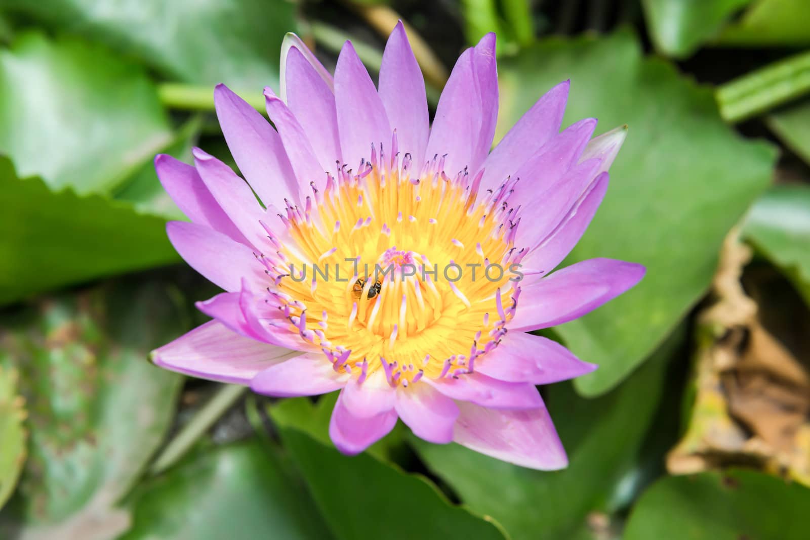 pink lotus or water lily with bee by wmitrmatr