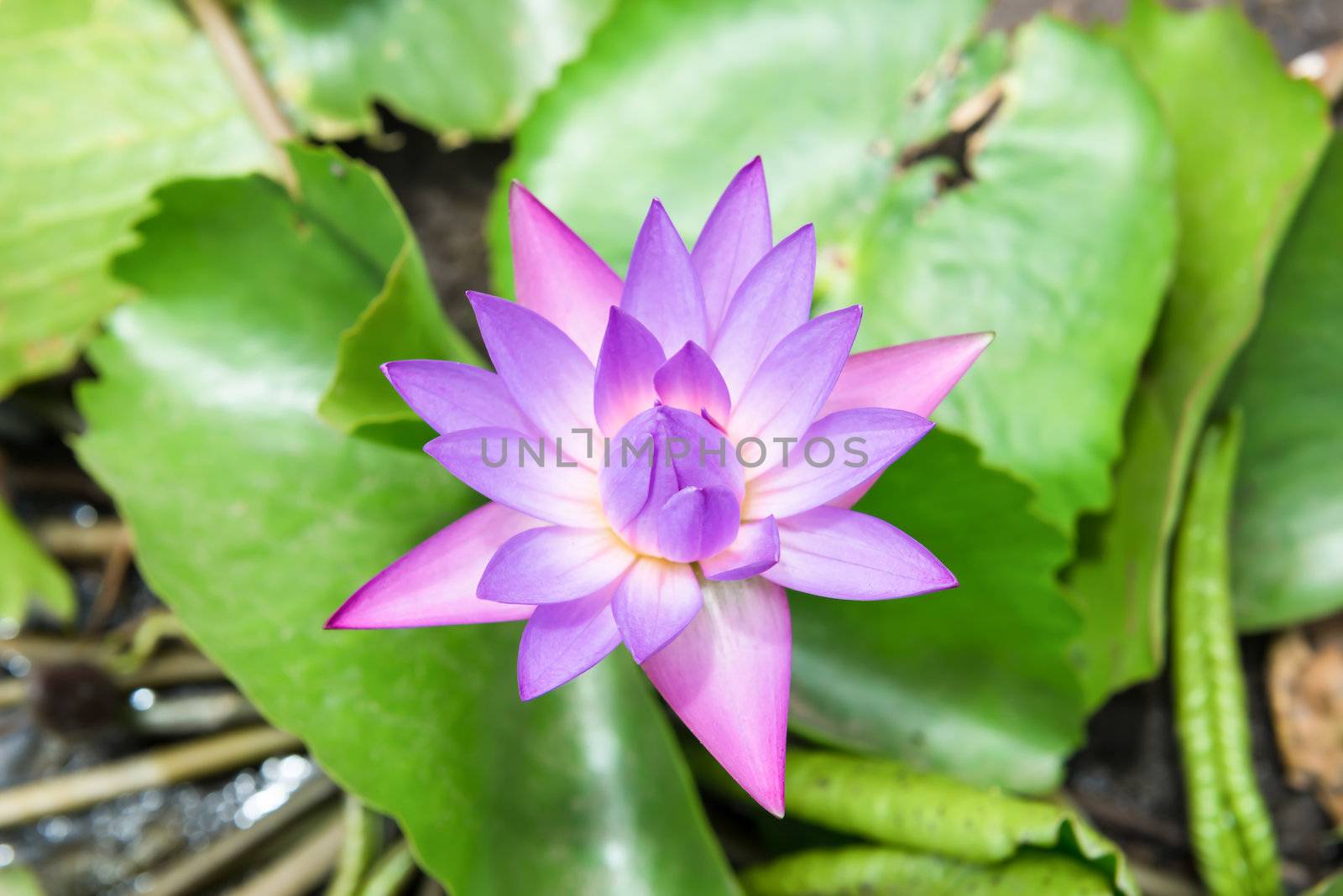 Waterlily or lotus flower at daytime