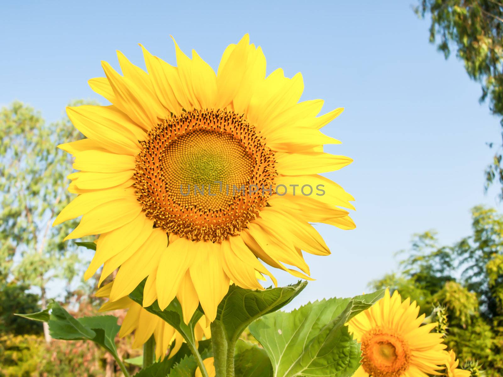 A field of sunflowers in thailand