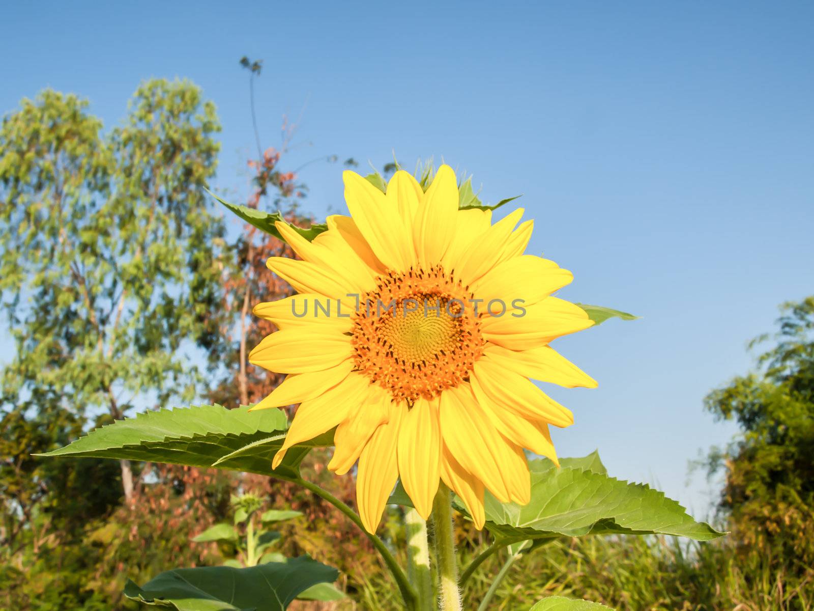 A field of sunflowers by wmitrmatr