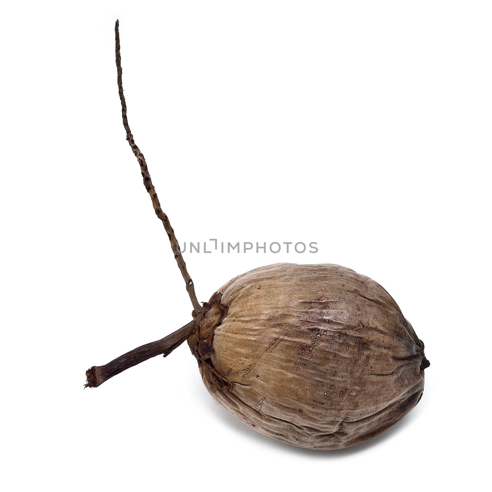 Dry coconut isolated on white background