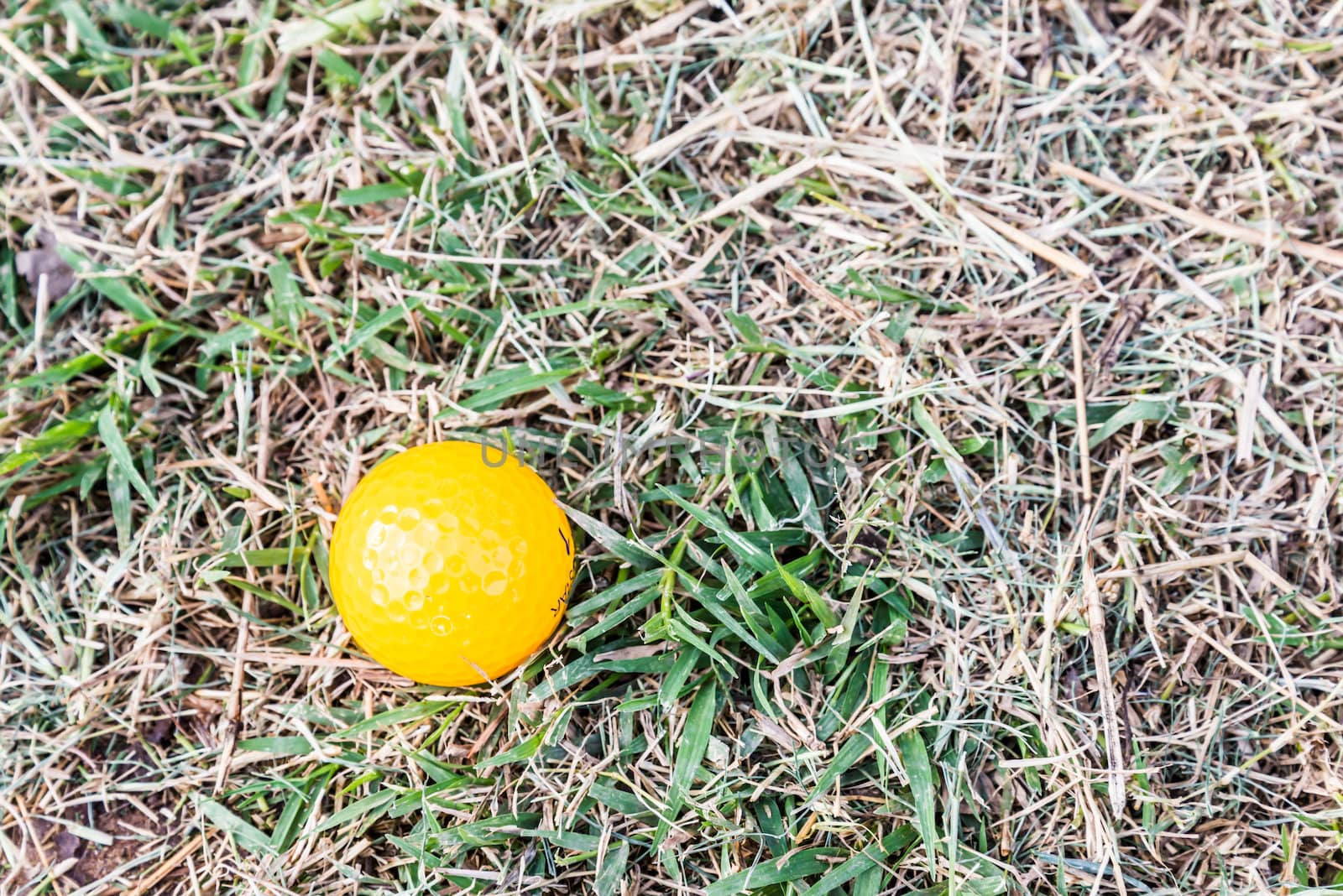 Yellow Miniature Golf Ball in the rough by wmitrmatr