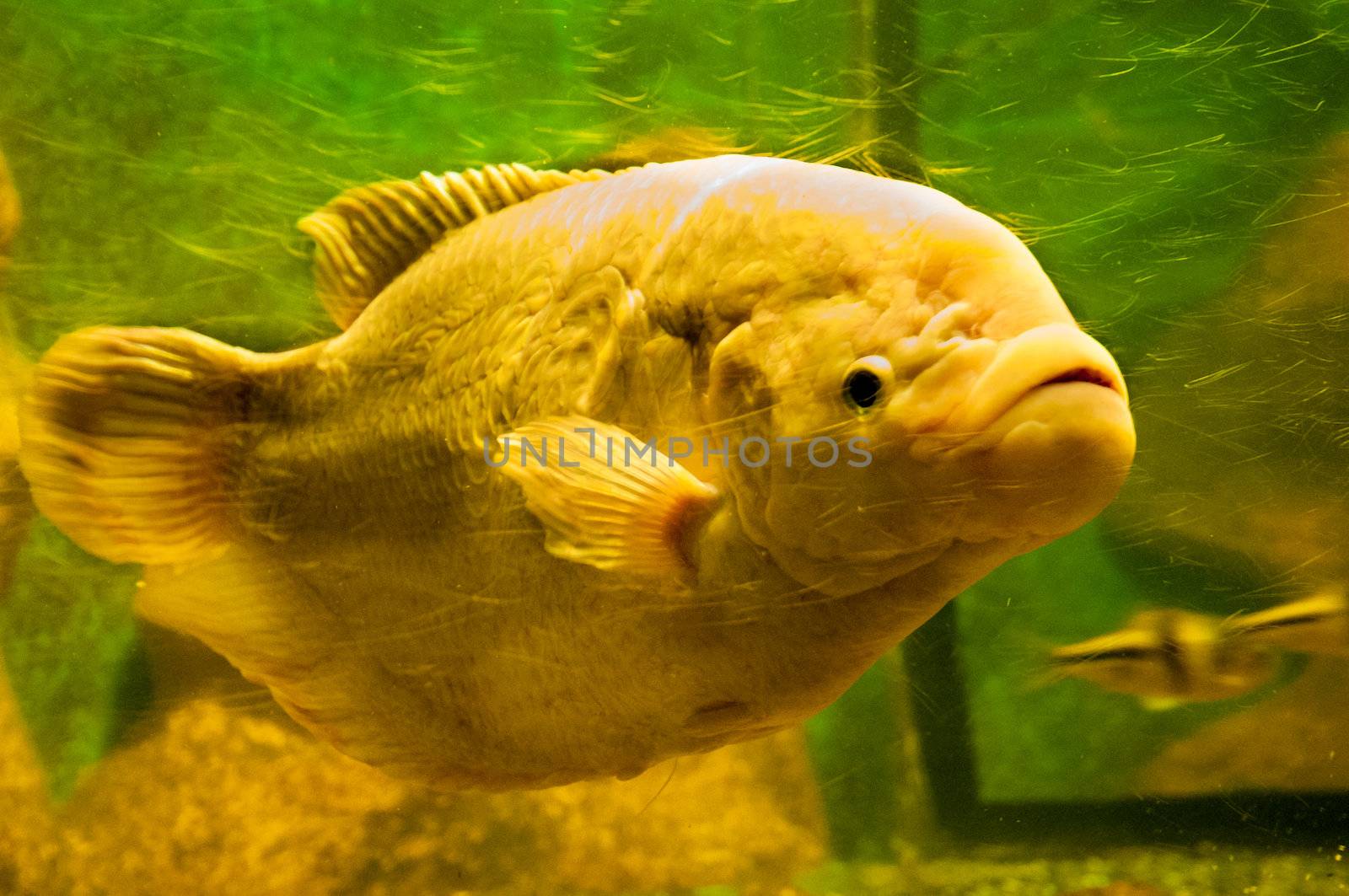 yellow fish under water by weltreisendertj
