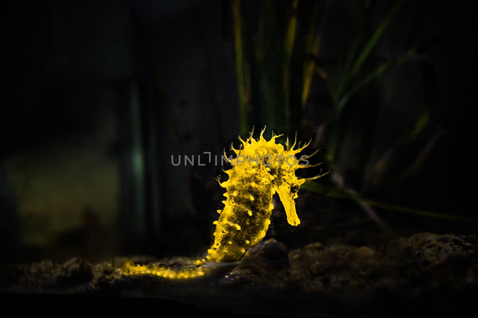 yellow glowing seahorse (Hippocampus) swimming on black. by weltreisendertj