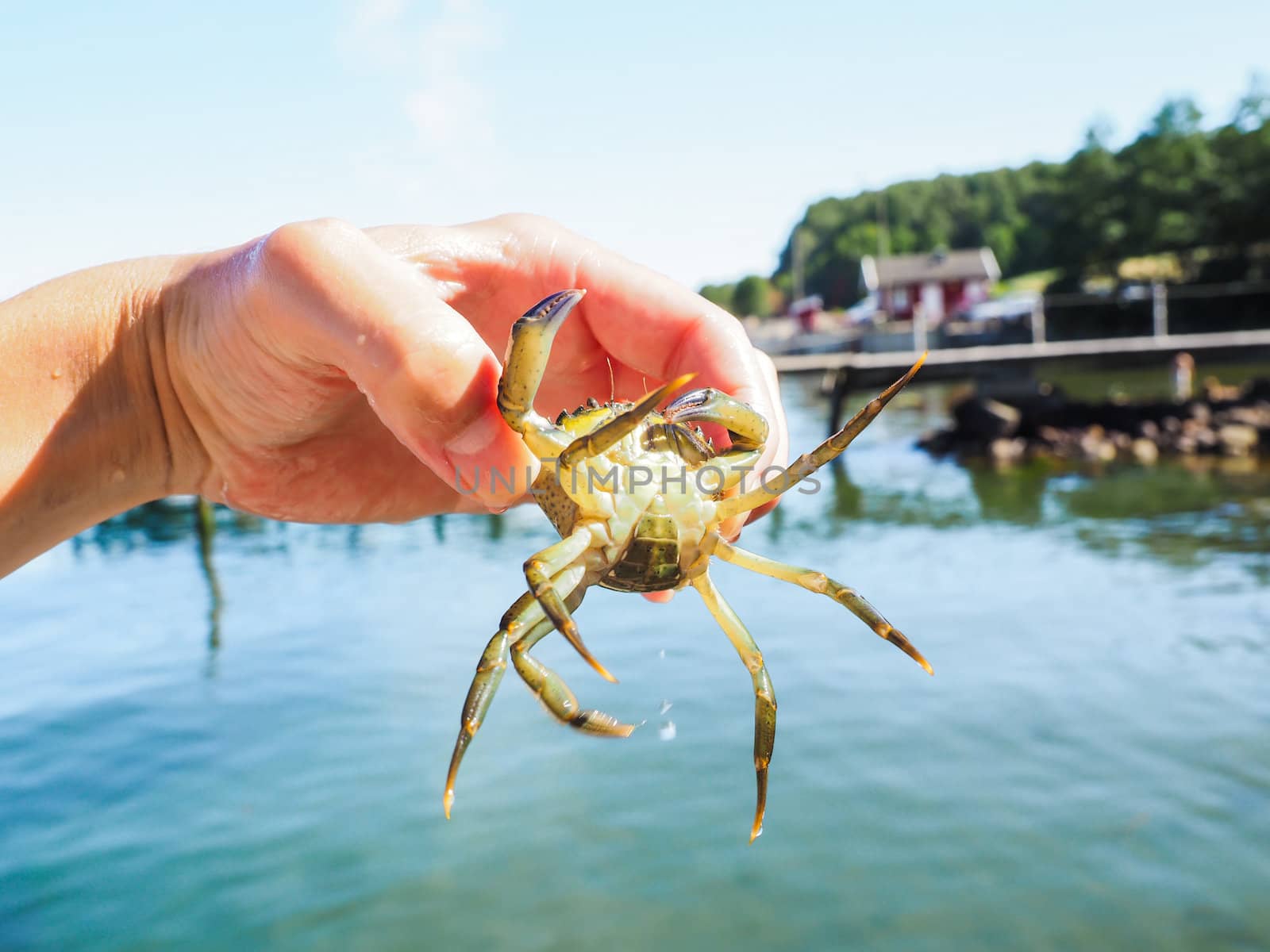 Person holding an alive crab in front of a beach and green water at summer