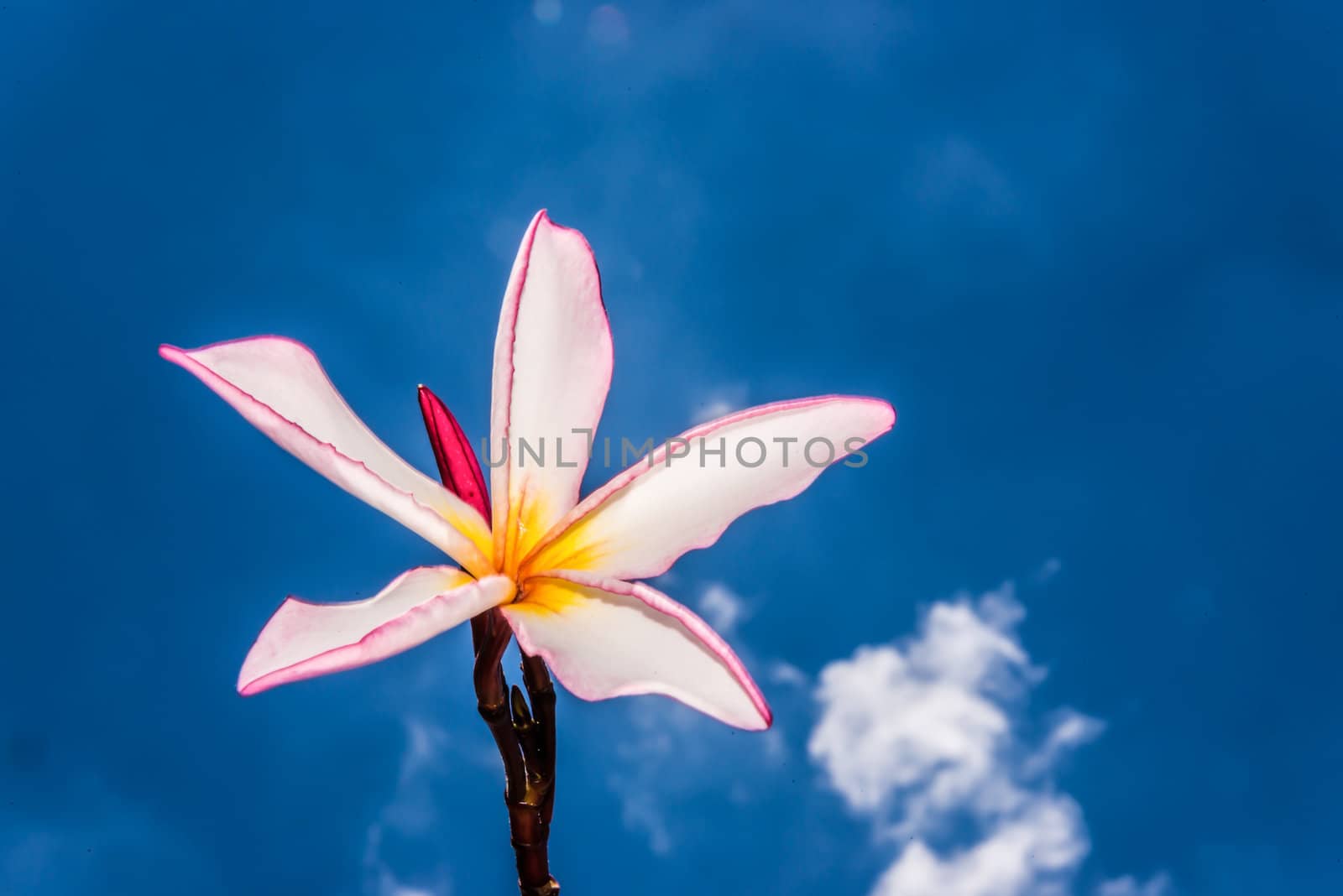 pink frangipani and blue sky by wmitrmatr