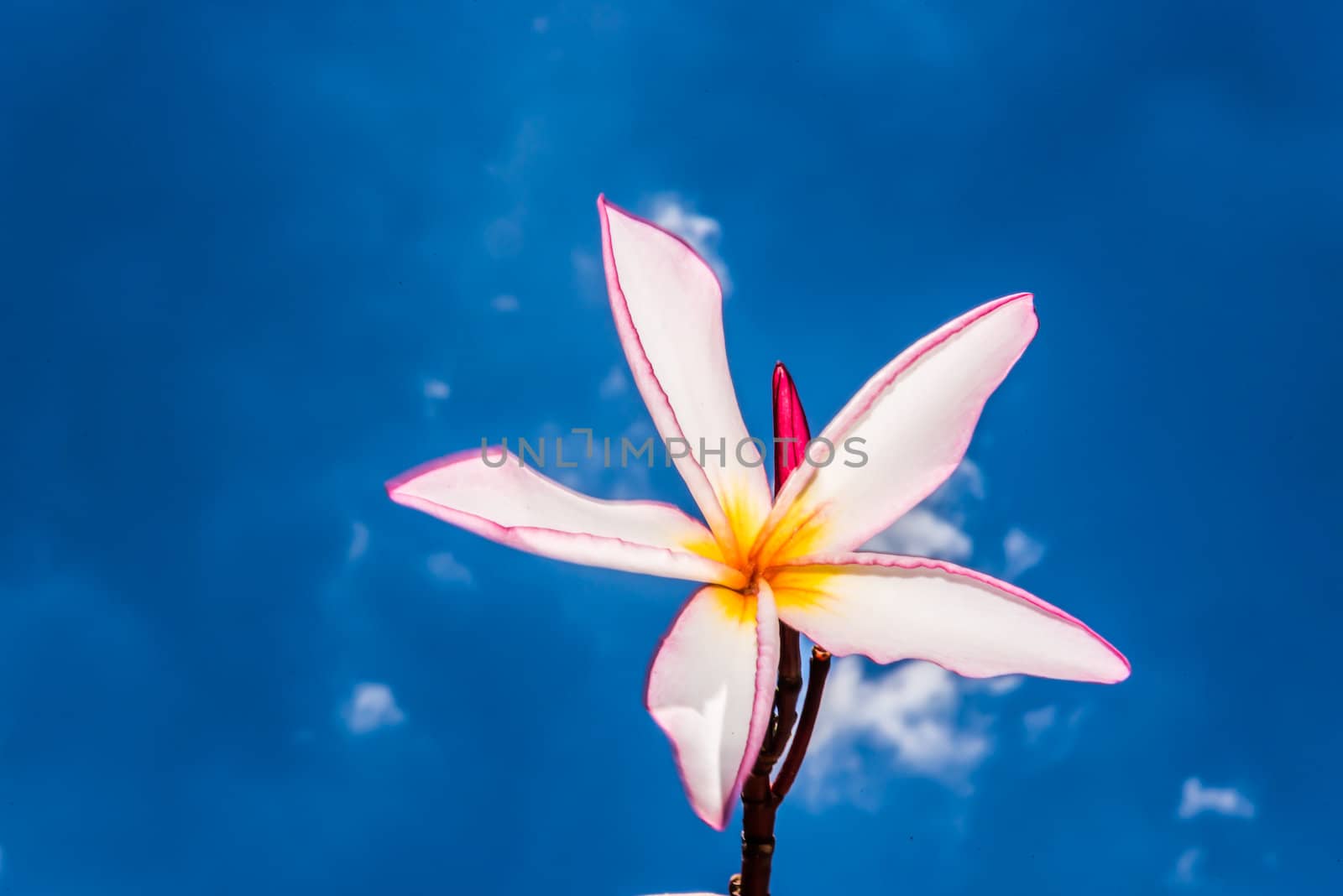 pink frangipani and blue sky by wmitrmatr