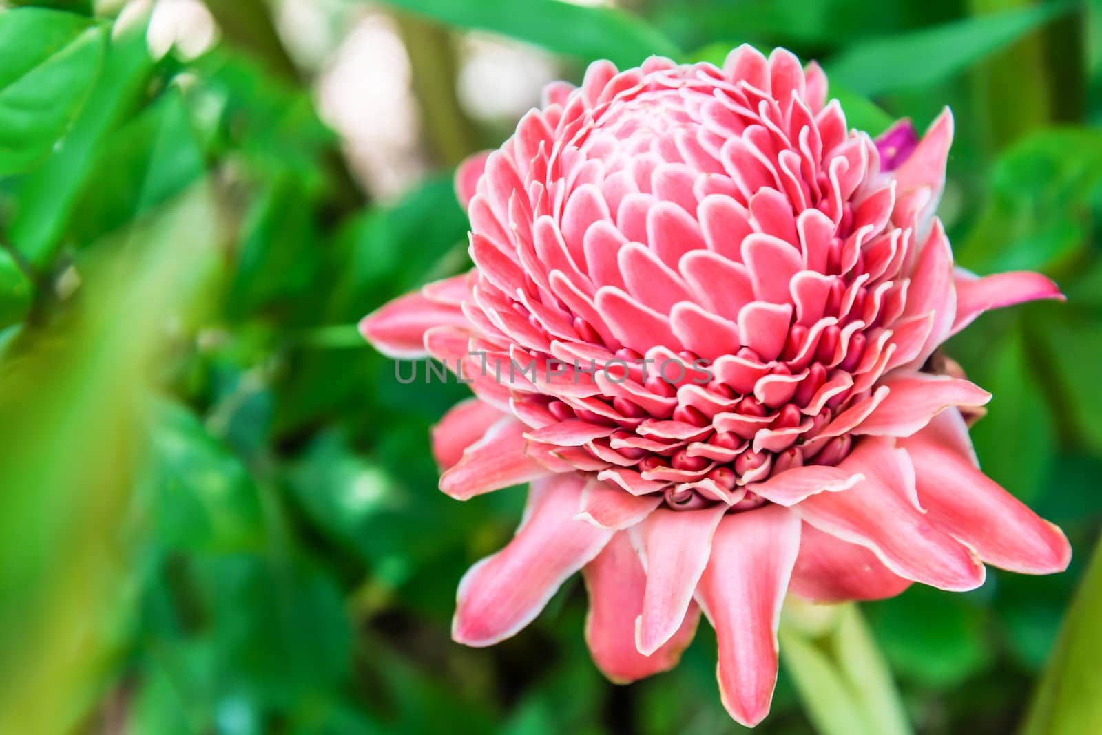 torch ginger against lush tropical growth by wmitrmatr