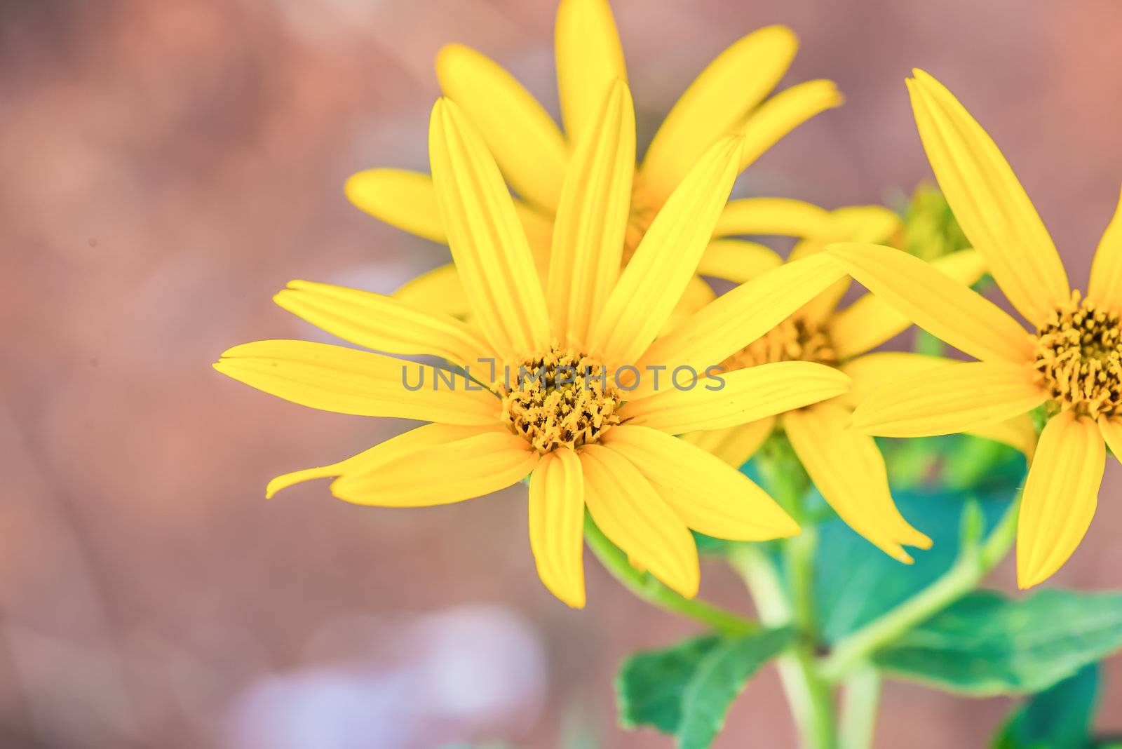 Jerusalem artichokes, herb for a healthy choice for diabetics and raw materials processed into ethanol  on bure brown background