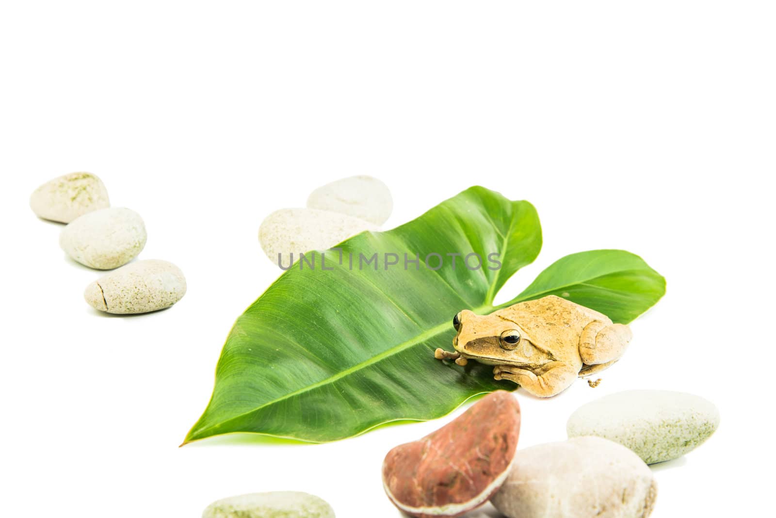 Shrub frog, Moss frog, Polypedates leucomystax on green leaf isolated on white background