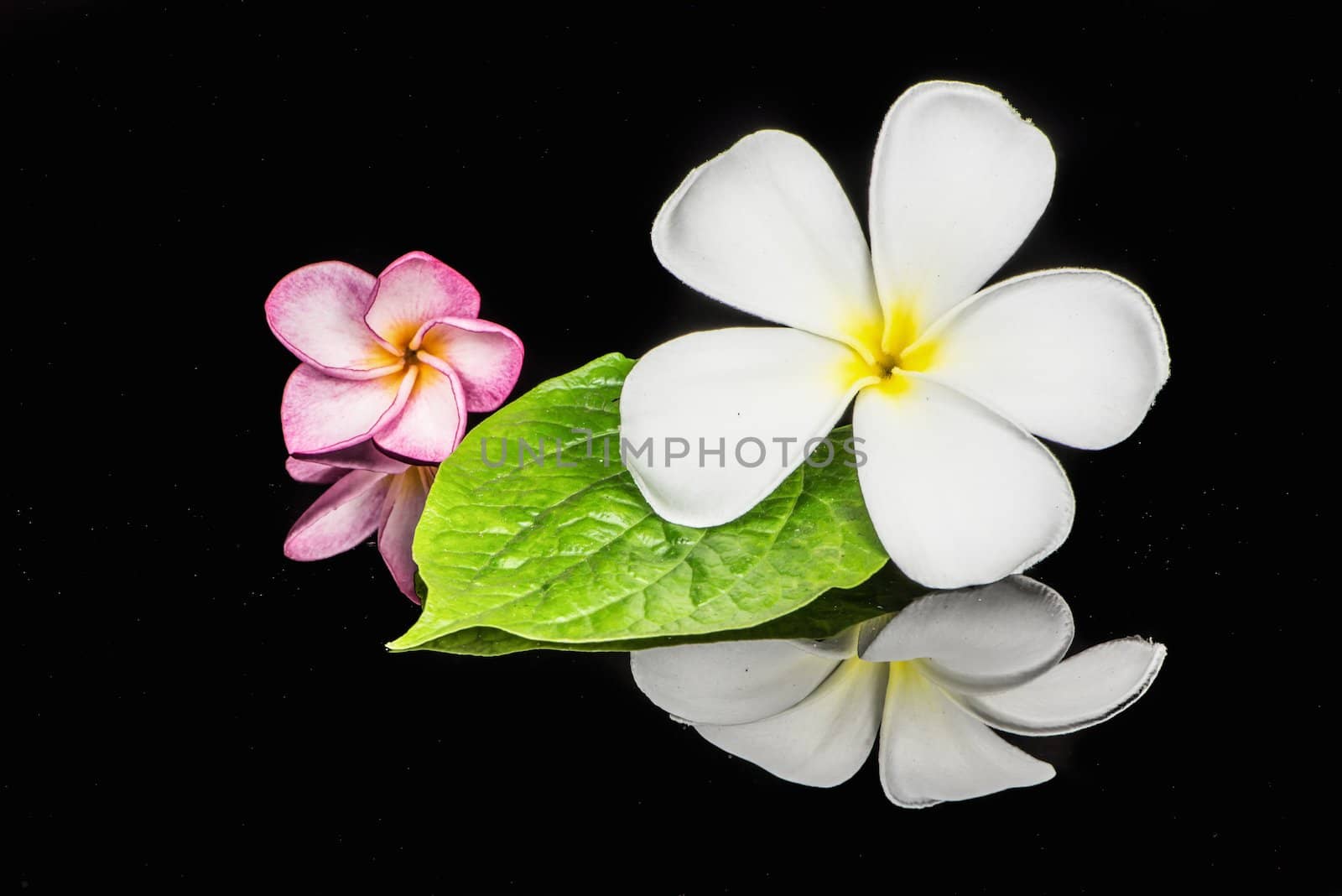 Frangipani flower on Heart shaped leaf on black background.