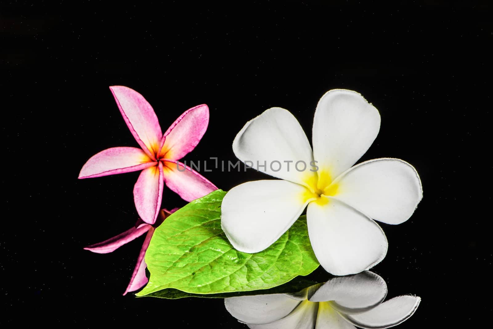 Frangipani flower by wmitrmatr