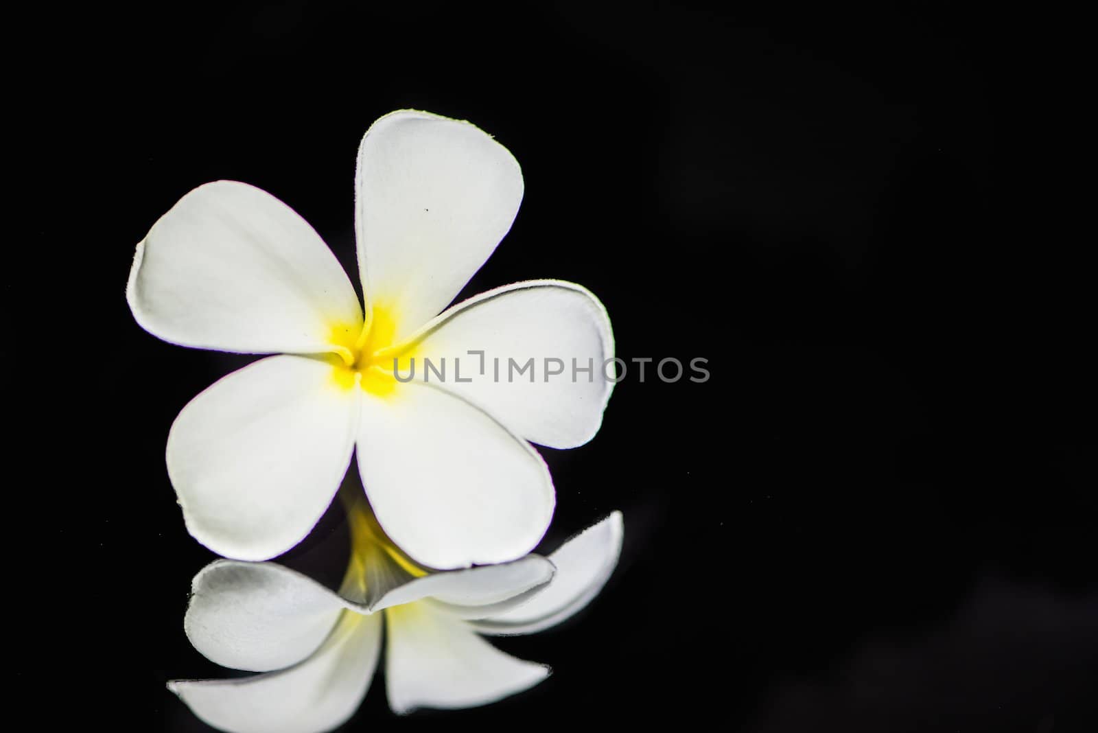 Frangipani flower by wmitrmatr