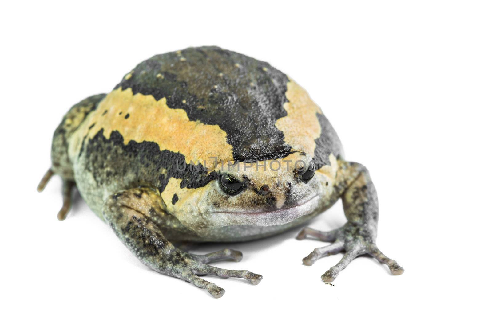 close up Bullfrog against white background