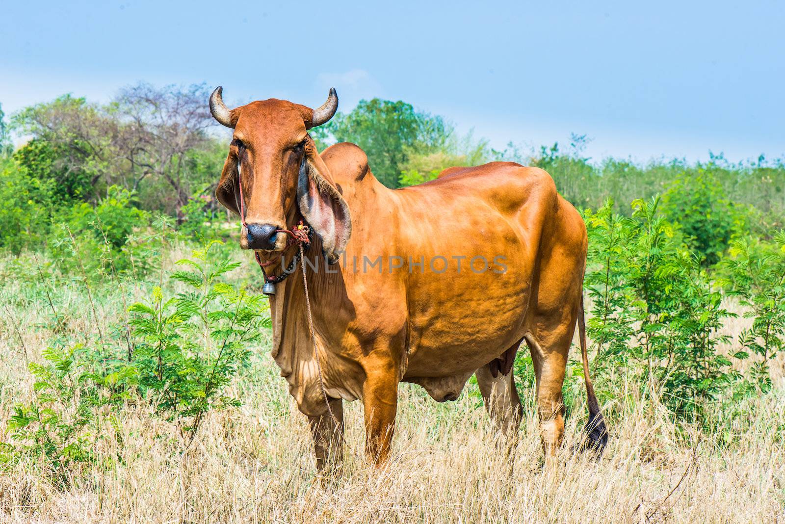 Red cow pasture in village at summer