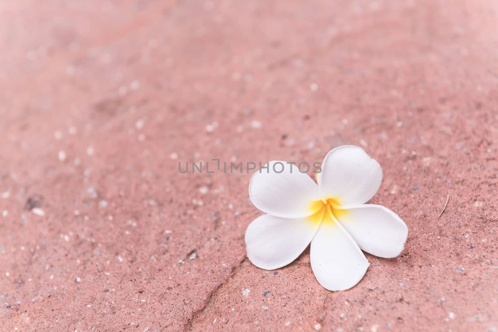 frangipani flowers floating on floor
