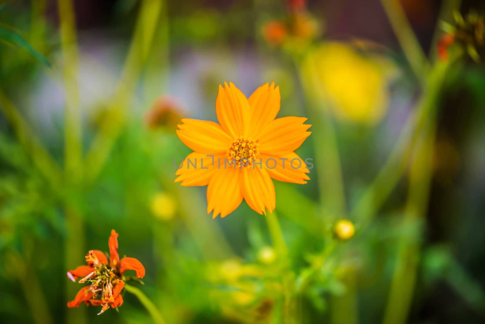 Yellow Cosmos flower by wmitrmatr